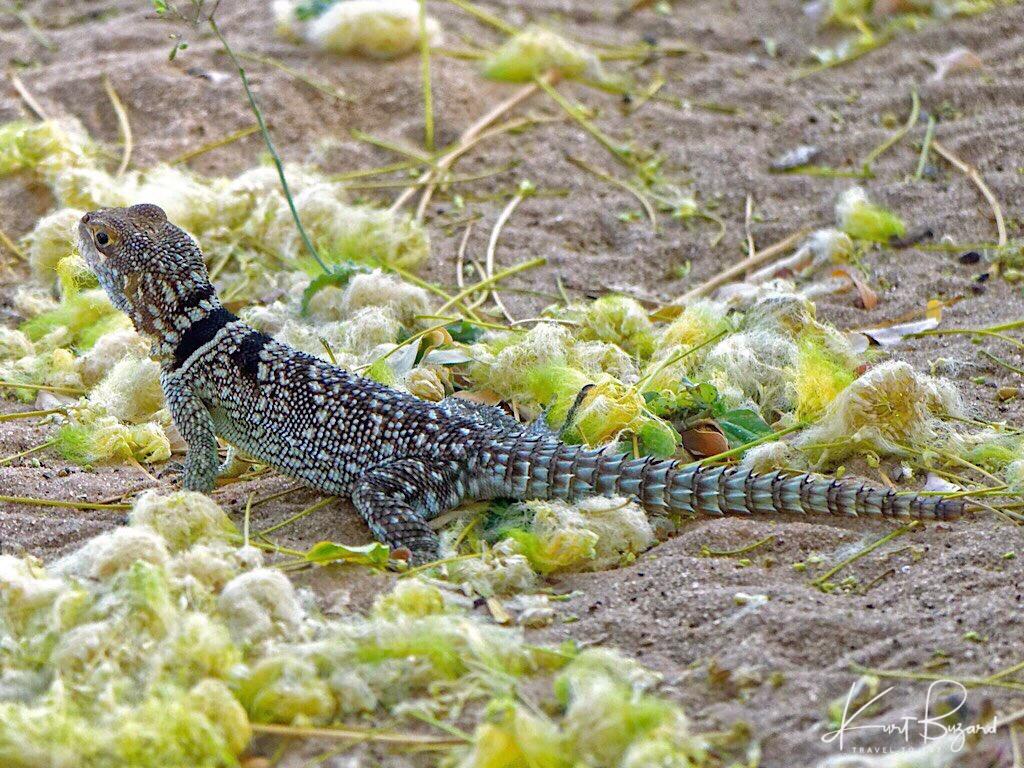 Unusual and Beautiful Geckos, Swifts and Reptiles of