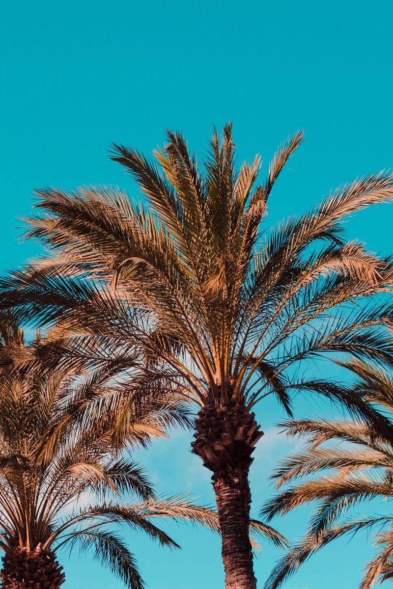 Download wallpapers palm trees, genoa, italy iphone 4s/4 for