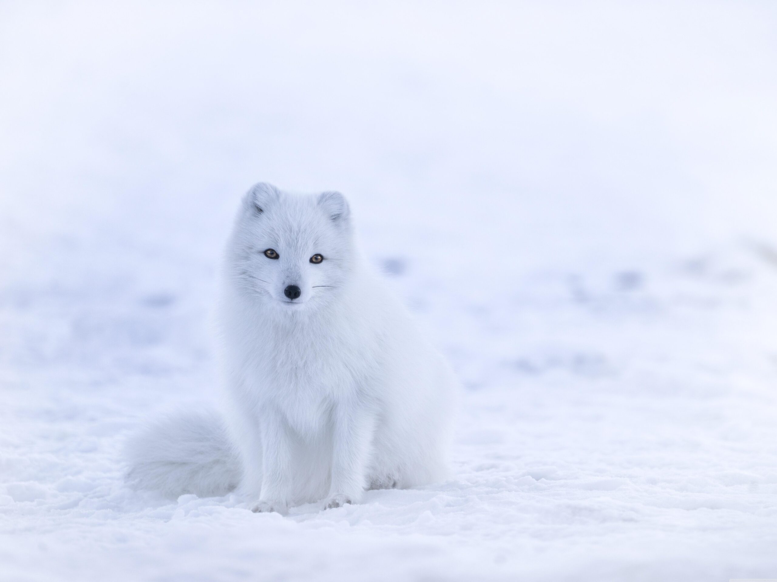 White Fox ❤ 4K HD Desktop Wallpapers for 4K Ultra HD TV • Wide