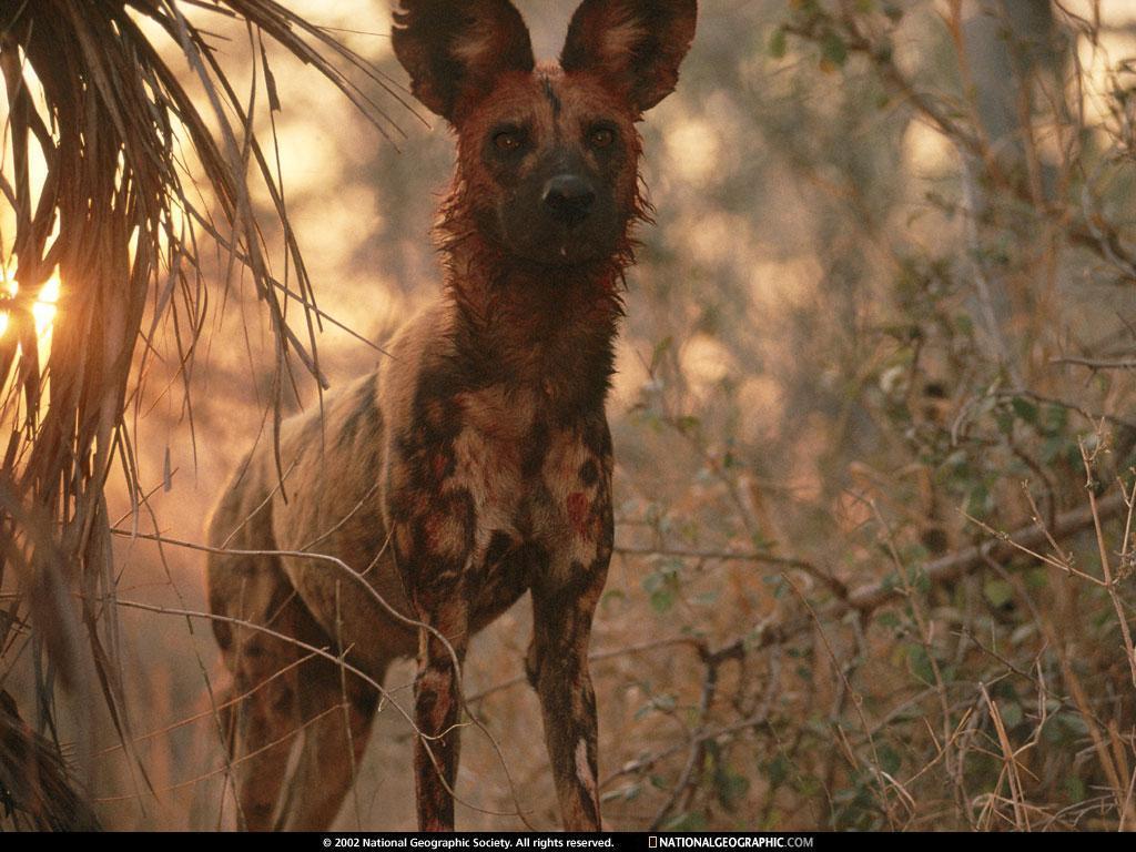 Download African Wild Dog Wallpaper, HD Backgrounds Download