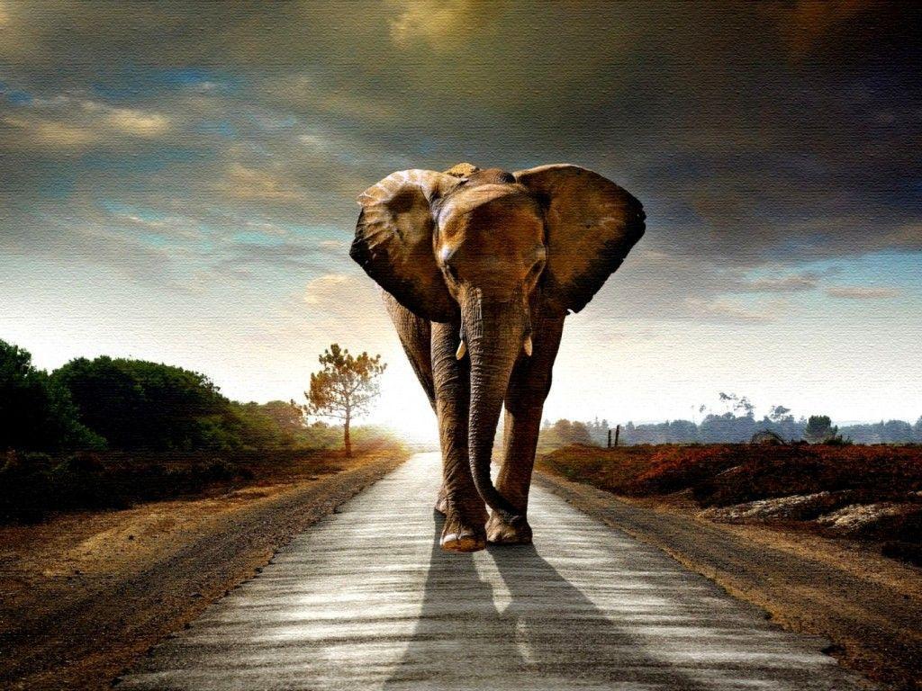 elephant wallpapers high