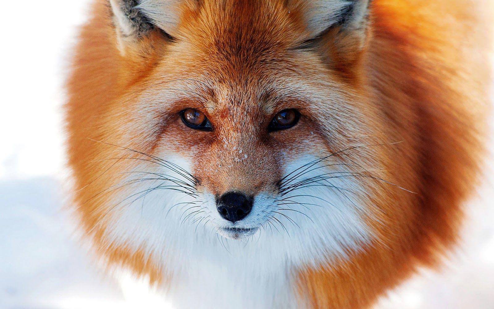 Image For > Snow Red Fox