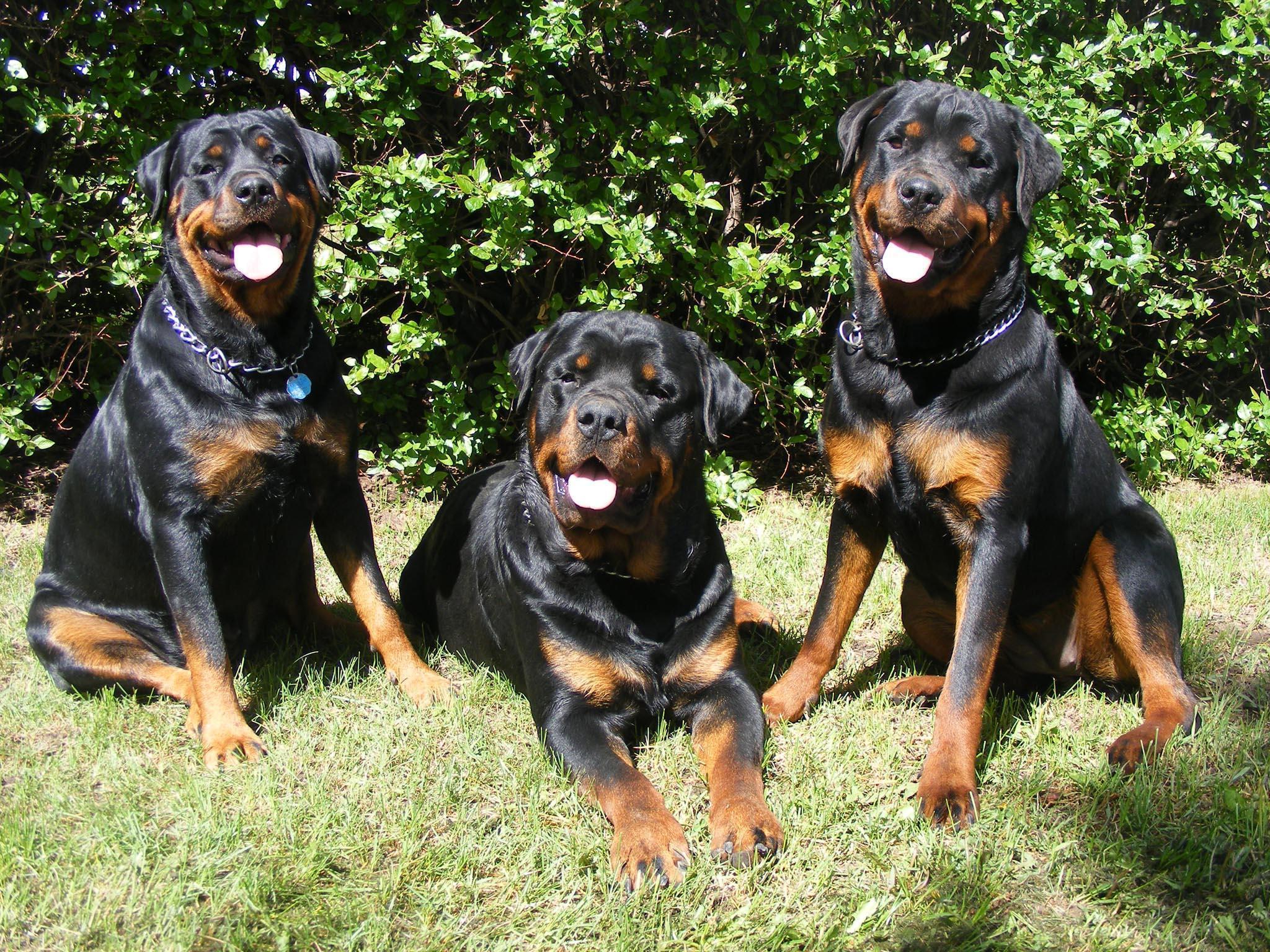 Image For > Rottweiler Wallpapers