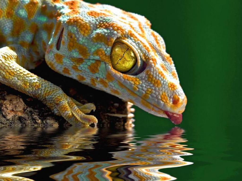 Gecko Drink Photography Wallpapers HD Wallpapers