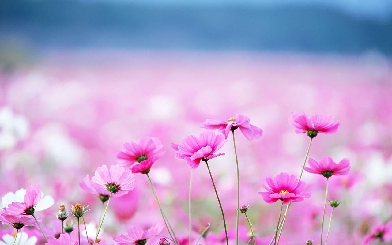 Flowers Wallpapers