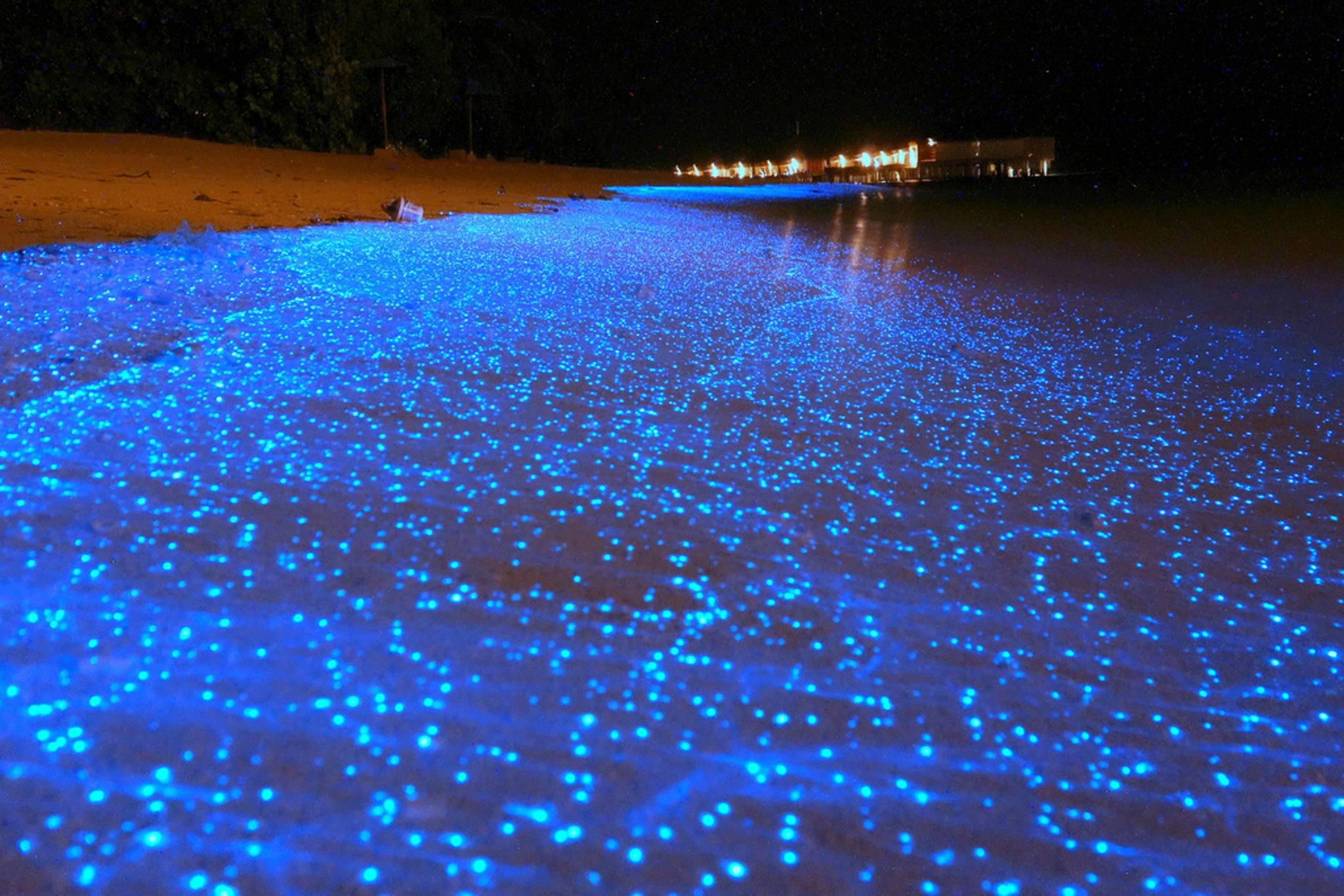 Maldives beach becomes sea of stars thanks to bioluminescent