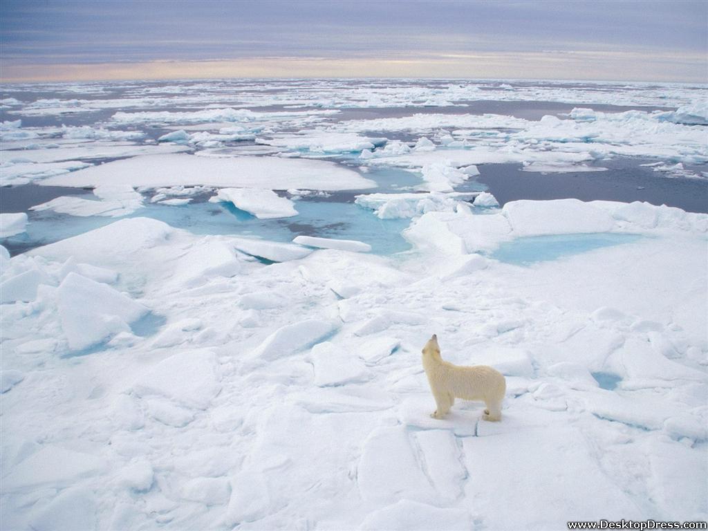 Desktop Wallpapers » Animals Backgrounds » Polar Bear, Svalbard