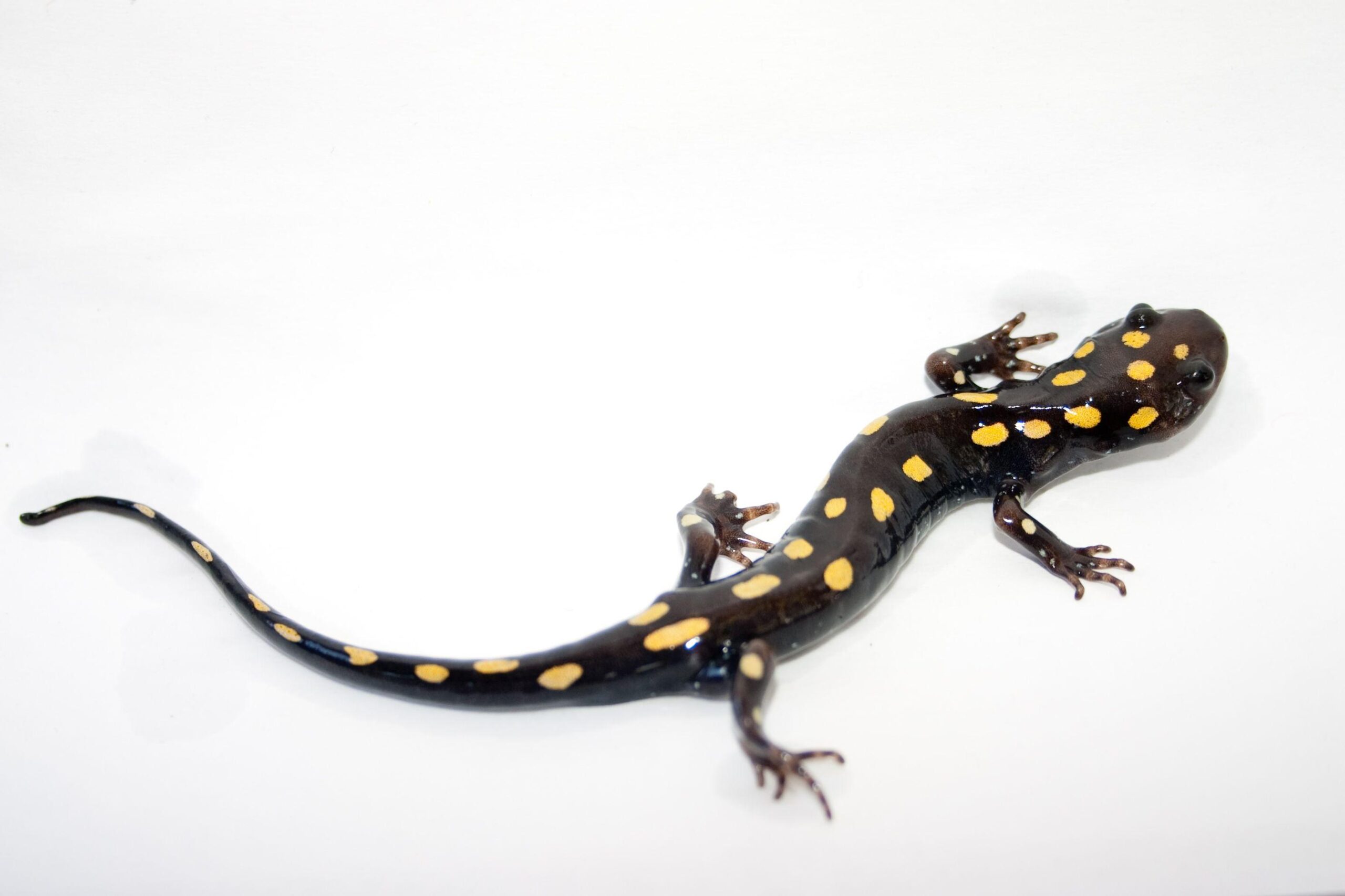 HD Salamander Wallpapers