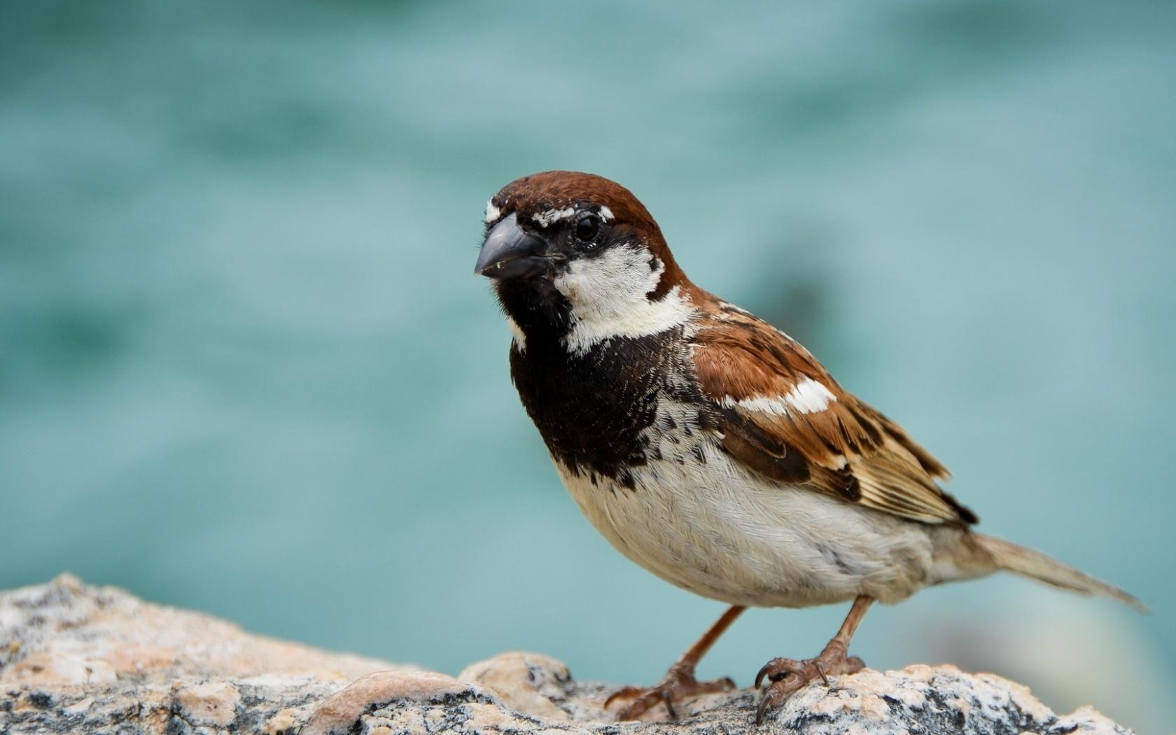 Best 40+ Sparrow Wallpapers on HipWallpapers