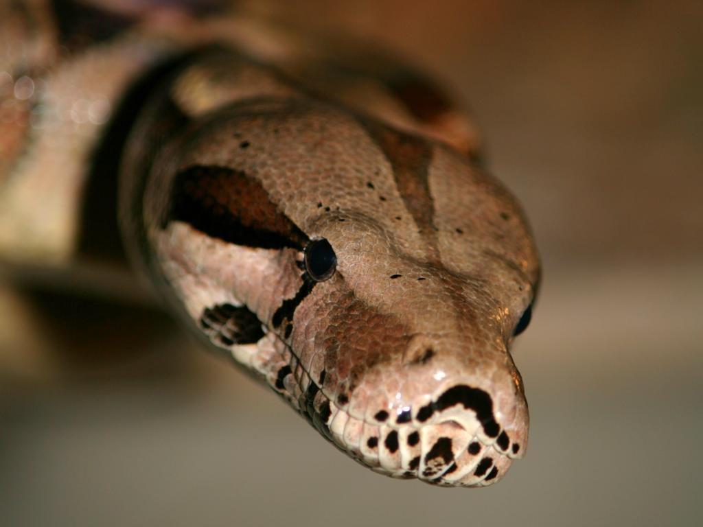 Boa Constrictor, High Quality Background, Jitendra Avery