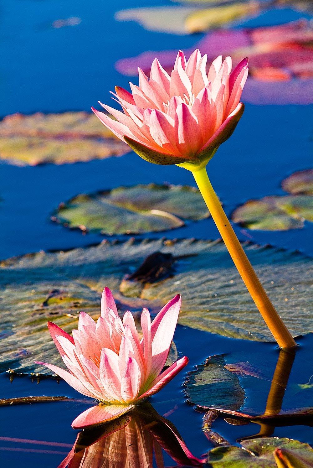 Blooming Lotus Flowers Yucatan Peninsula Wallpapers Wall Mural