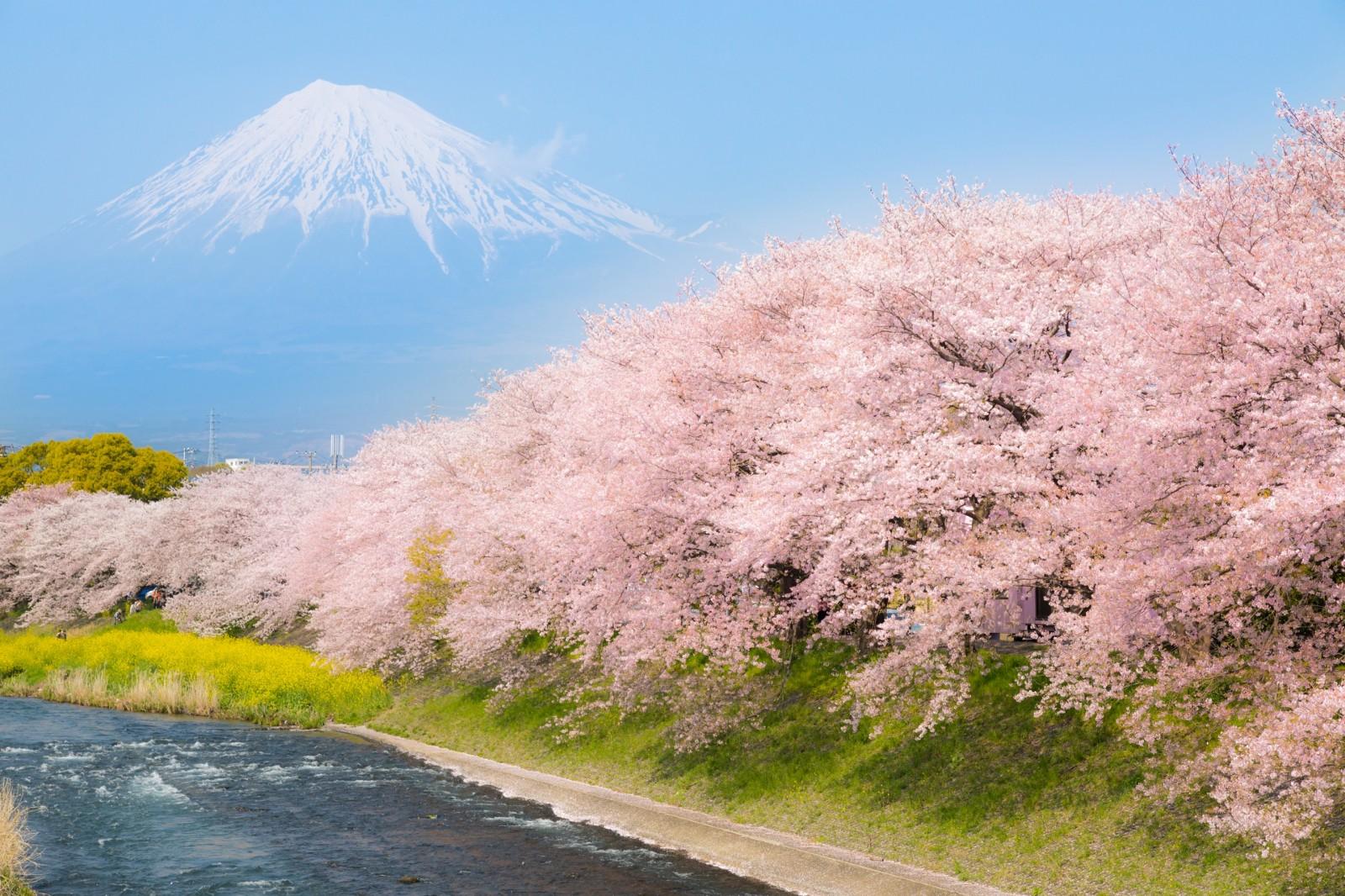 5 Best Cherry Blossom Spots around Mt.Fuji 2019 – Japan Travel Guide
