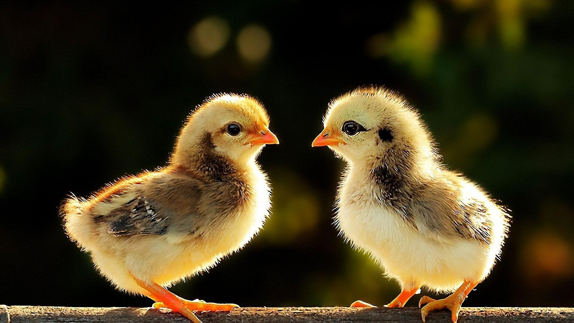 47+ Baby Chicks Wallpapers