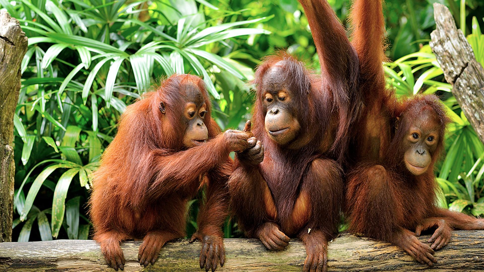 Cute Orangutans HD Wallpapers