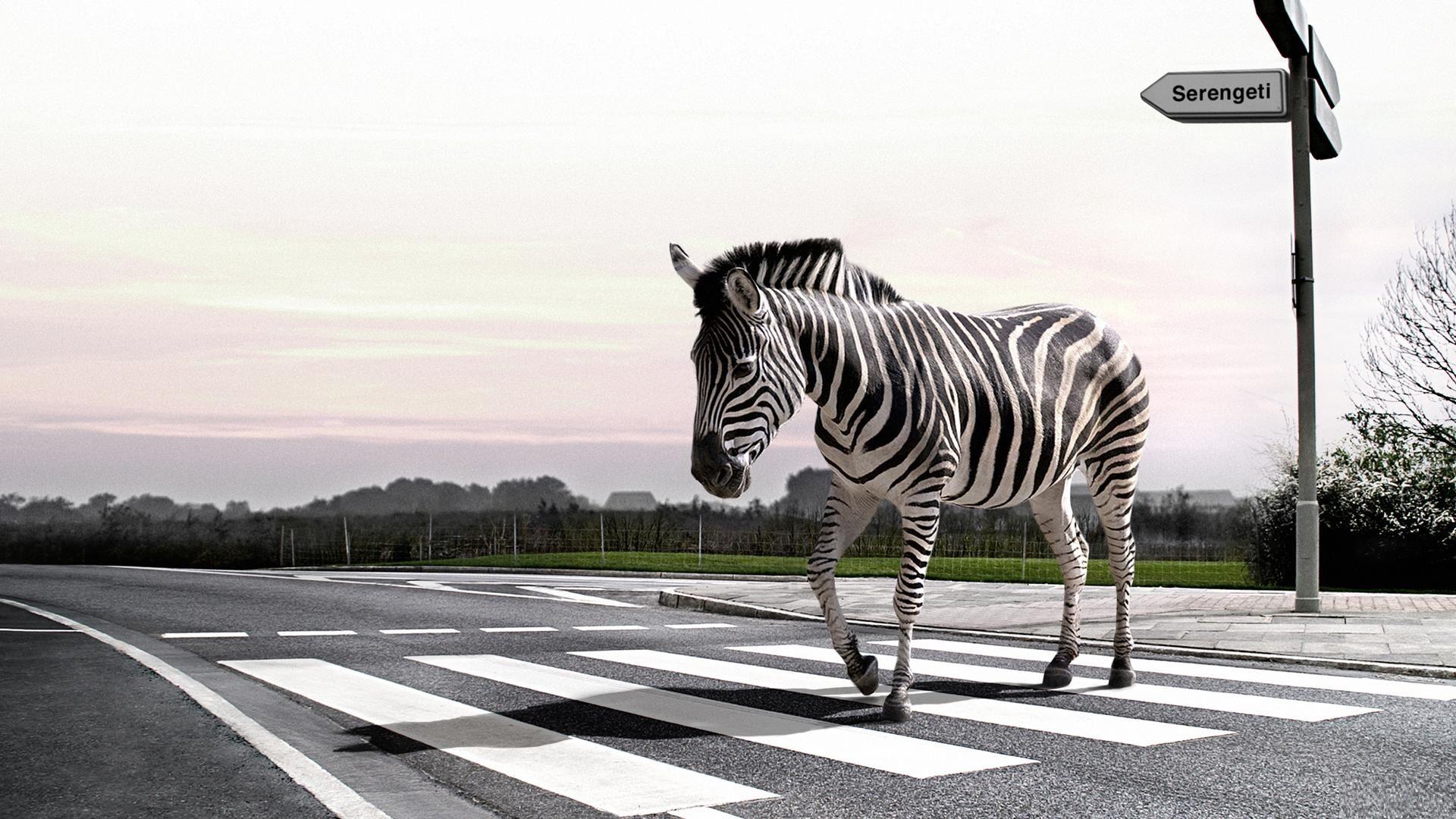 Desktop Zebra wallpapers HD