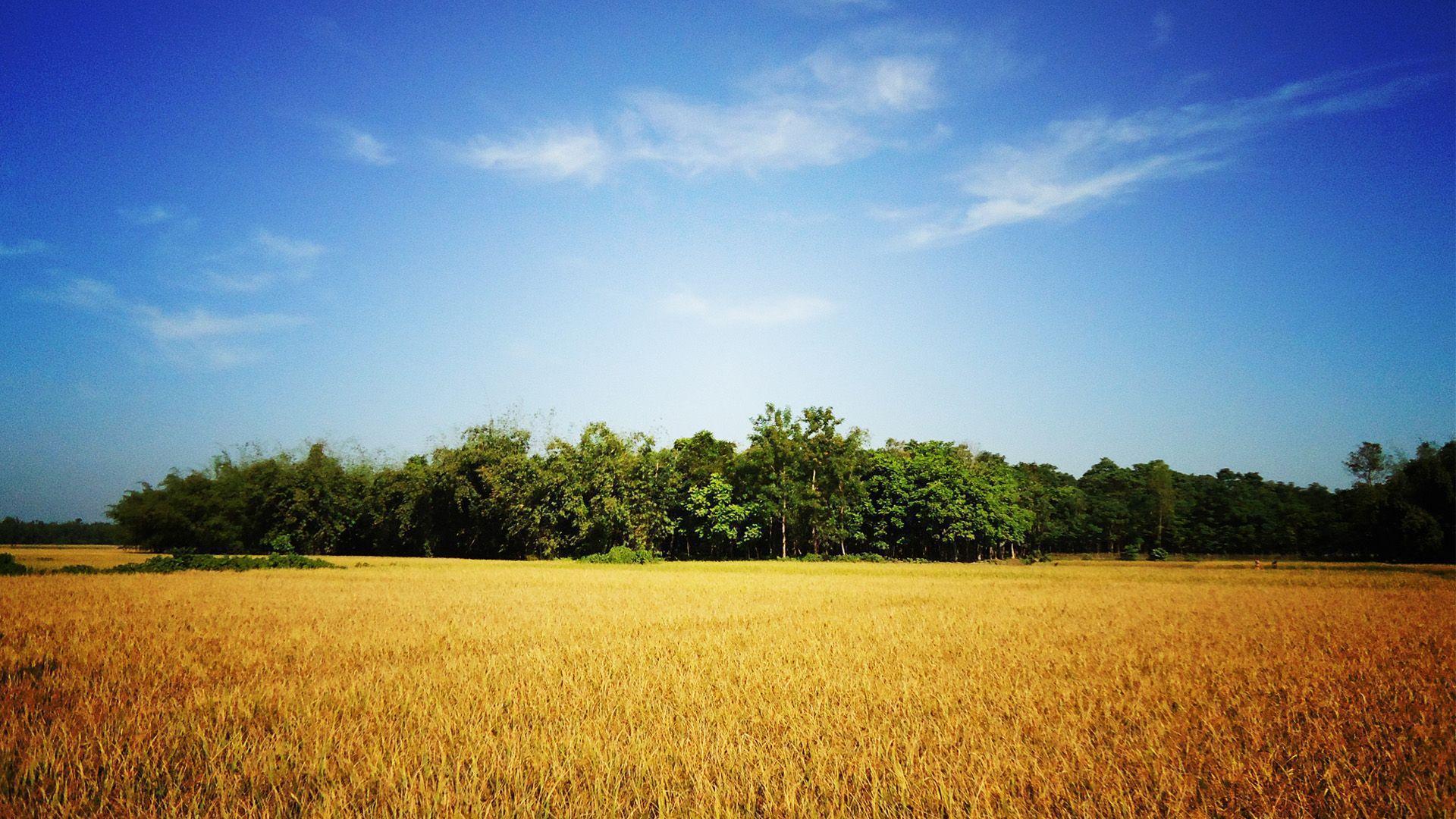 Village of Bangladesh