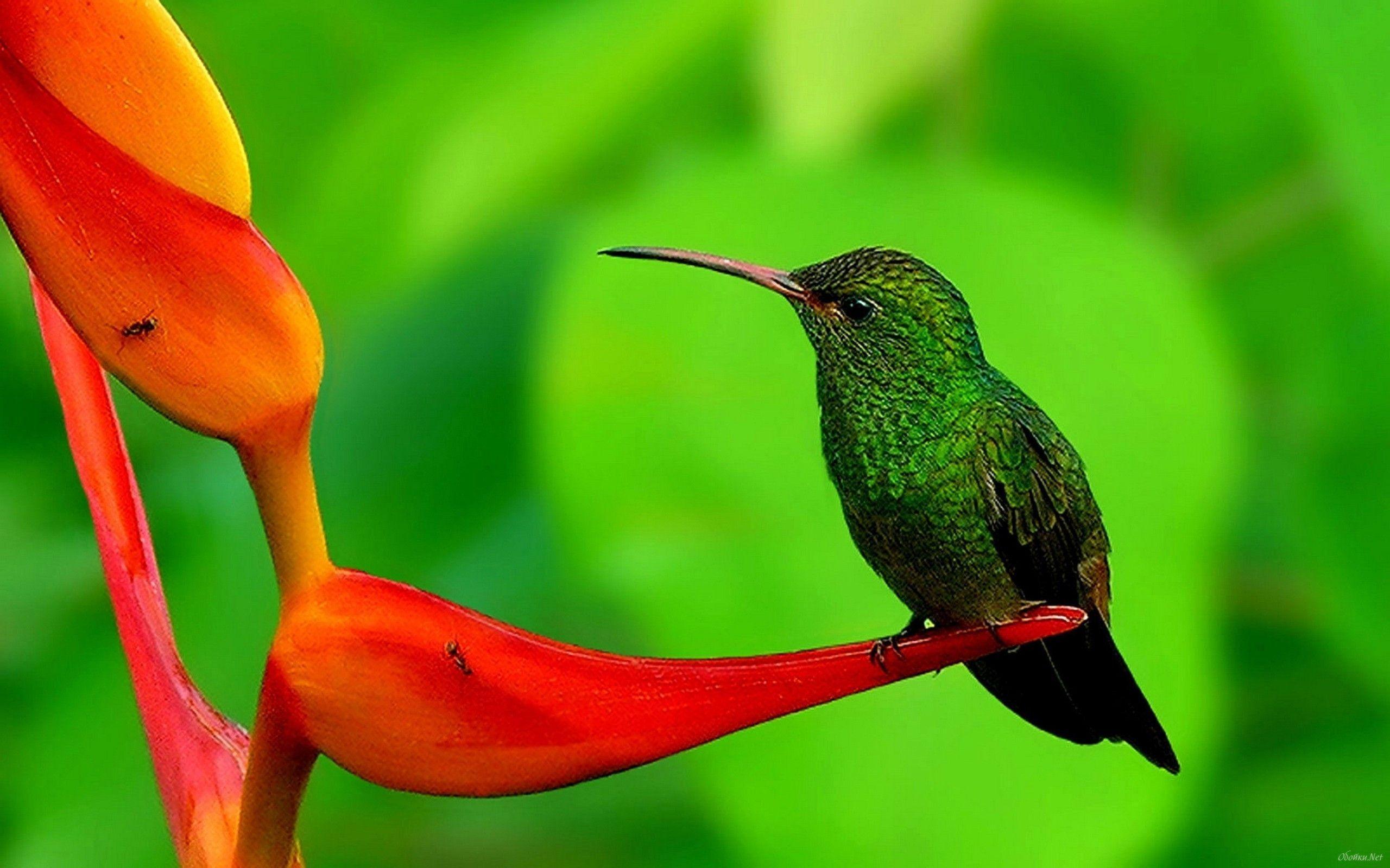 Latest Humming Bird HD Wallpapers Free Download