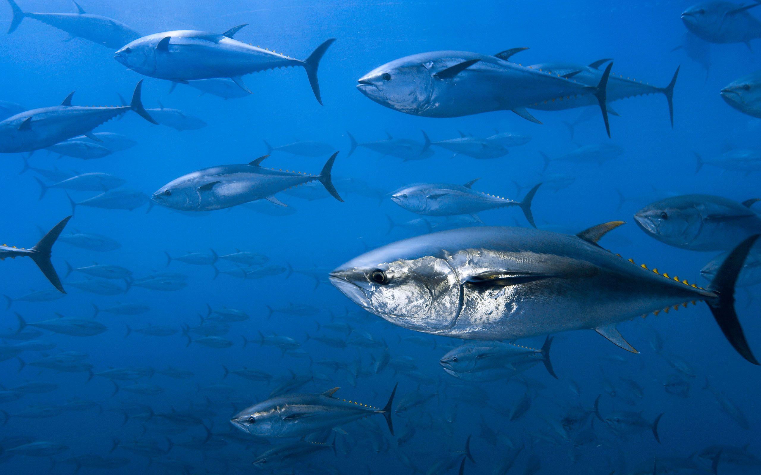 6 Tuna HD Wallpapers