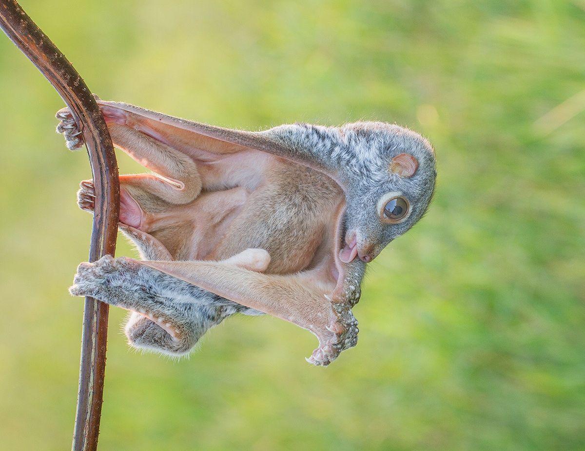 Galeopiteco / Colugo