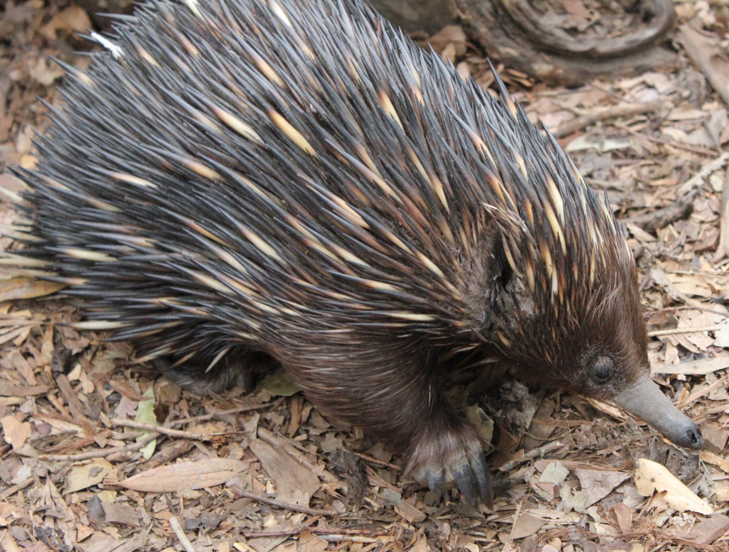 Animals: Animals Echidna Animal Love Photos for HD 16:9 High