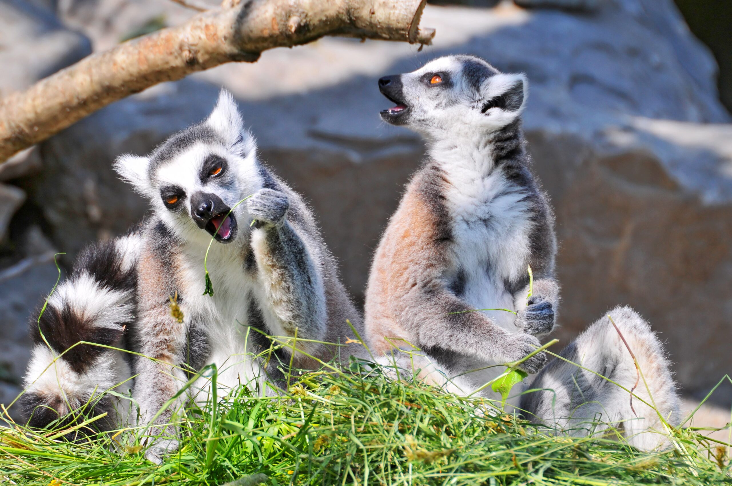 Lemur 4k Ultra HD Wallpapers and Backgrounds