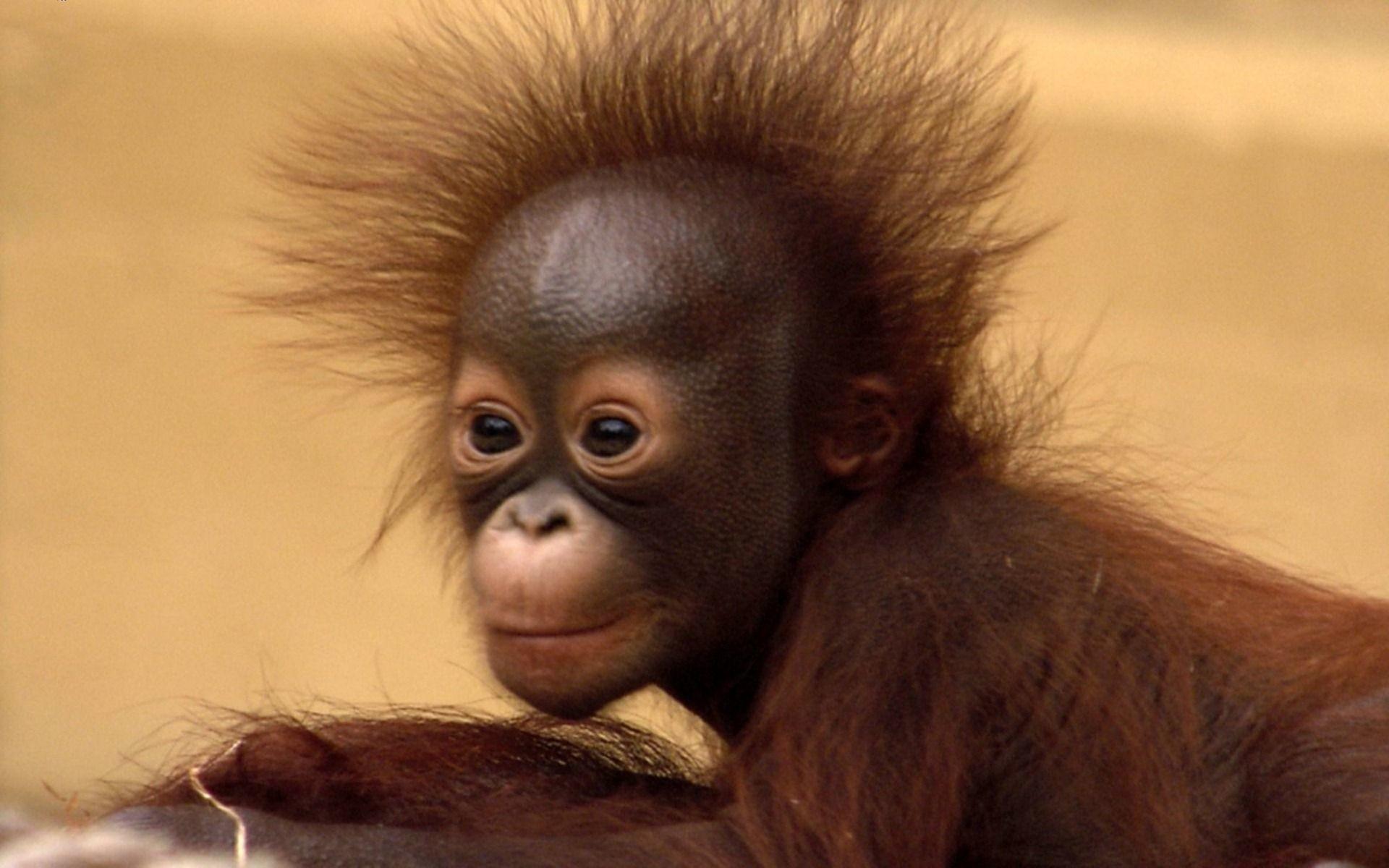 66+ Baby Orangutan Wallpapers