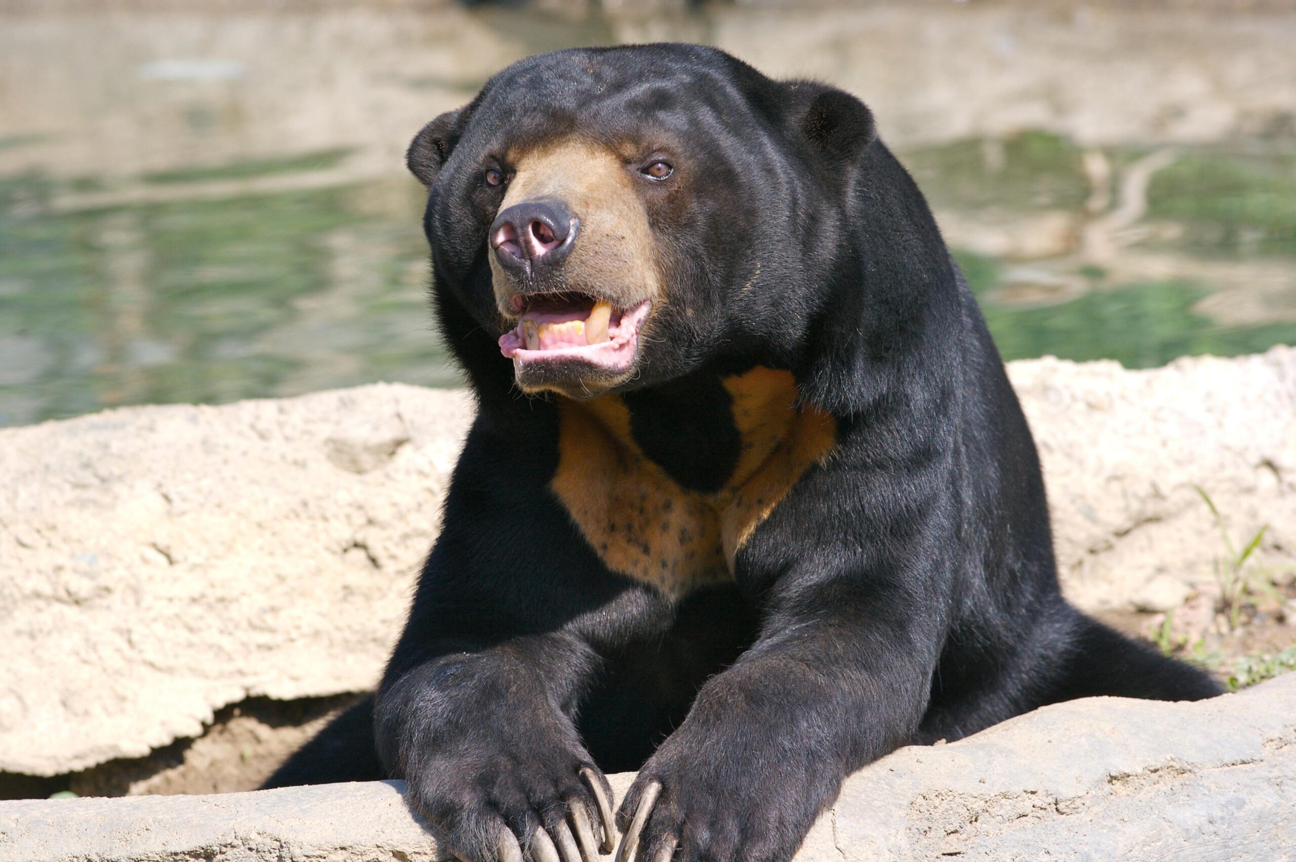 6 Sun Bear HD Wallpapers