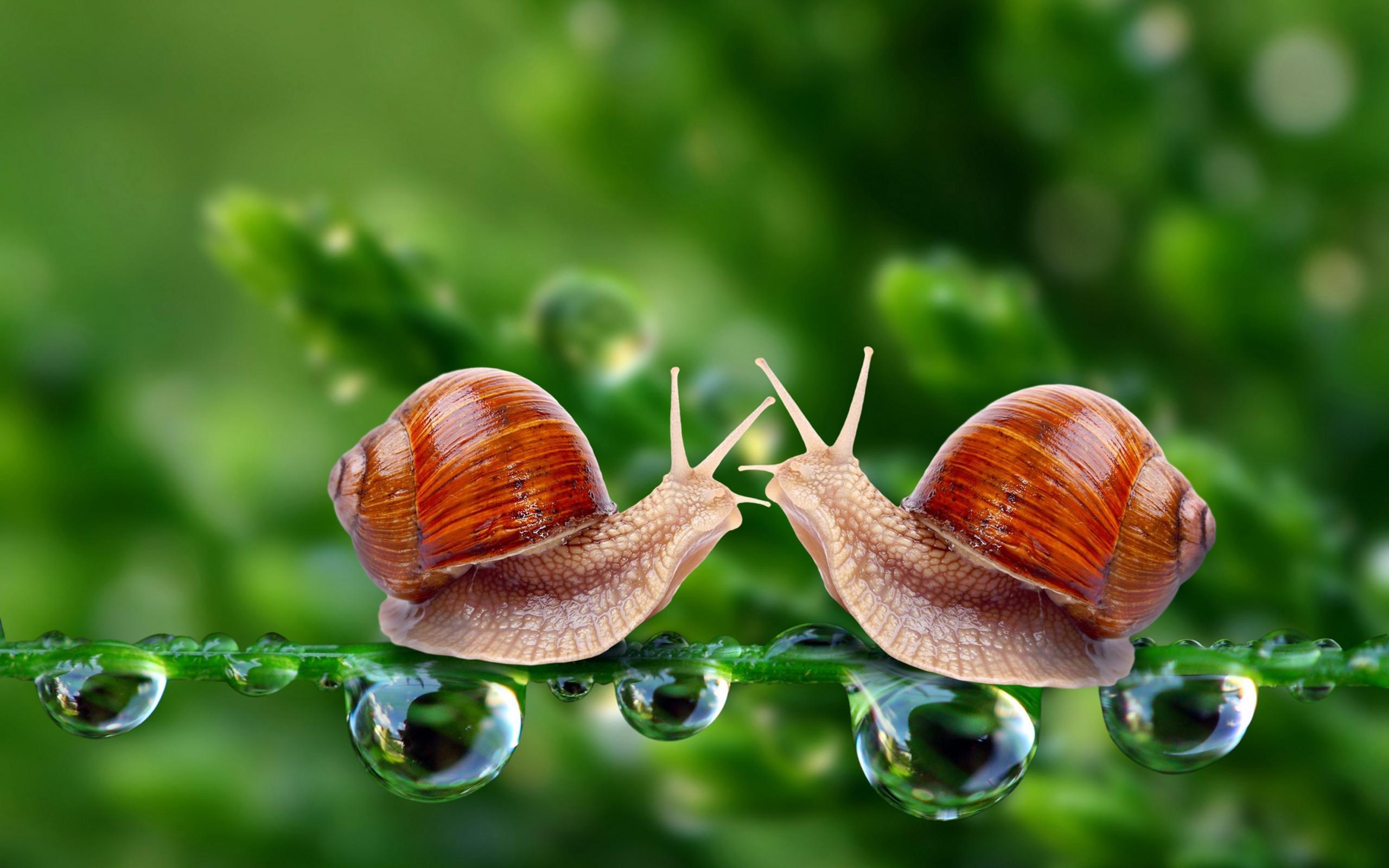 220 Snail HD Wallpapers