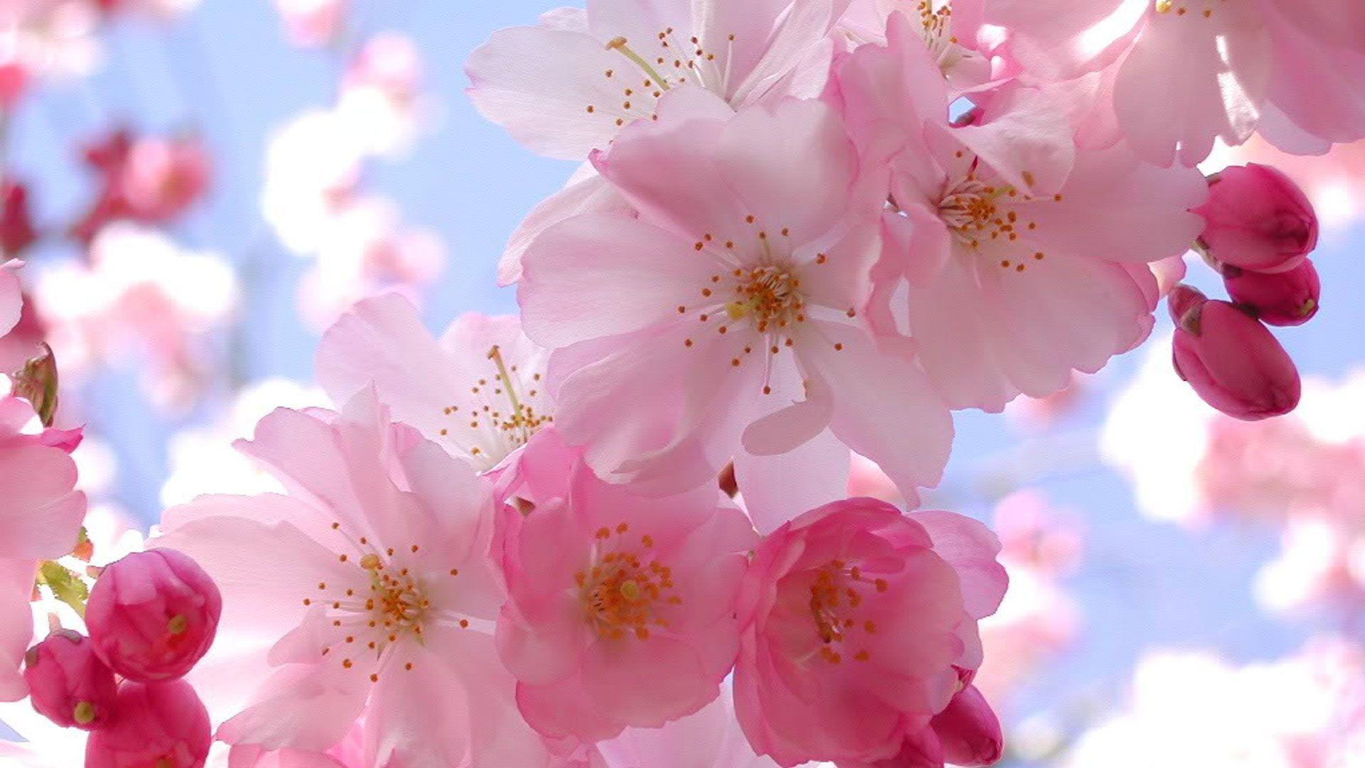 Colors image Beautiful Pink Cherry Blossom Wallpapers HD wallpapers