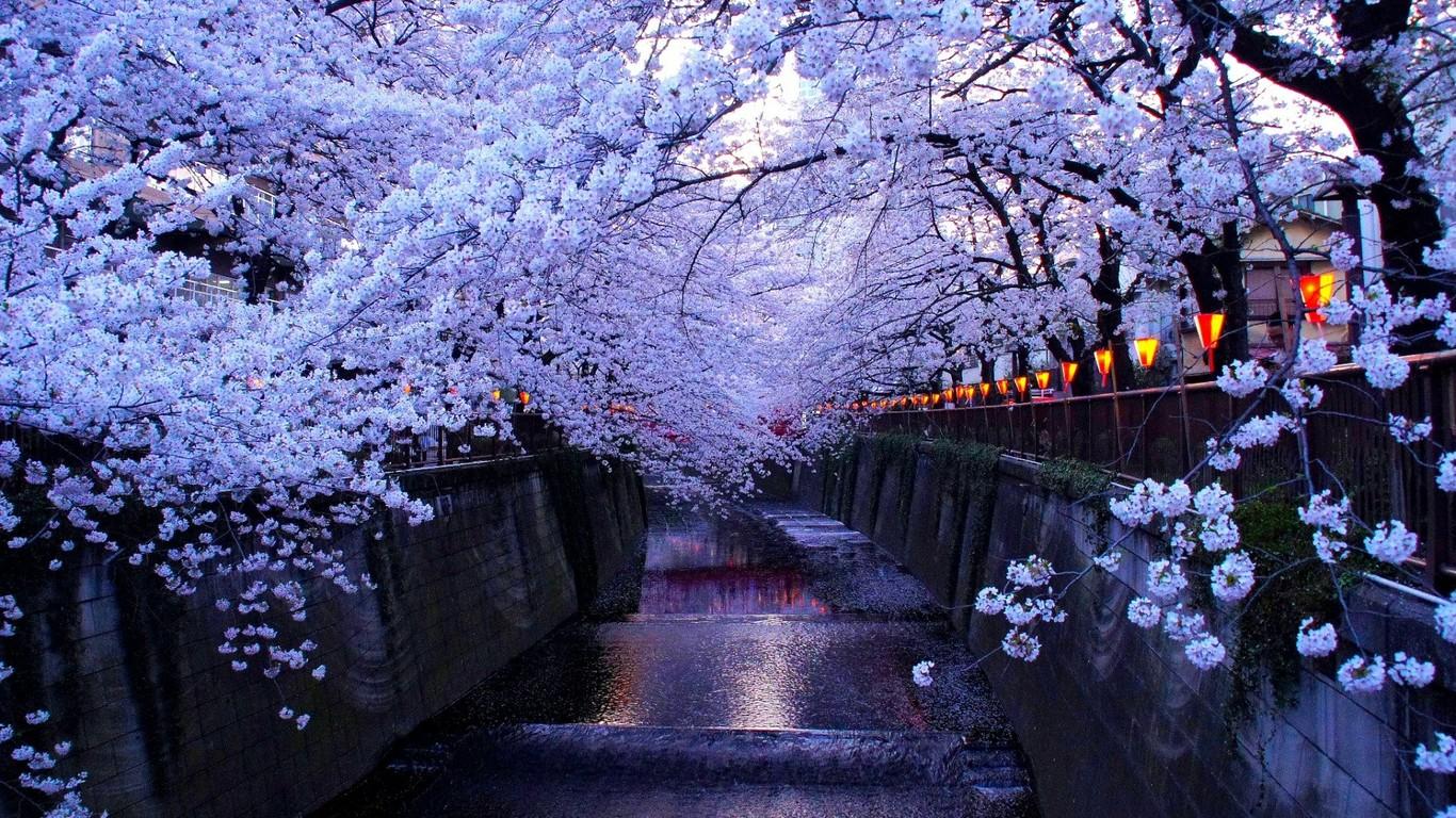 Cherry Blossom In Tokyo HD Wallpapers