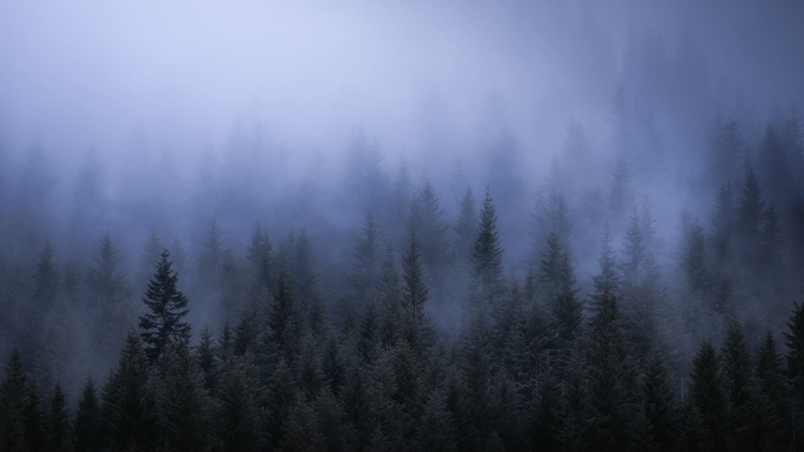 Wallpapers 4k Fog Dark Forest Tress Landscape 5k 4k