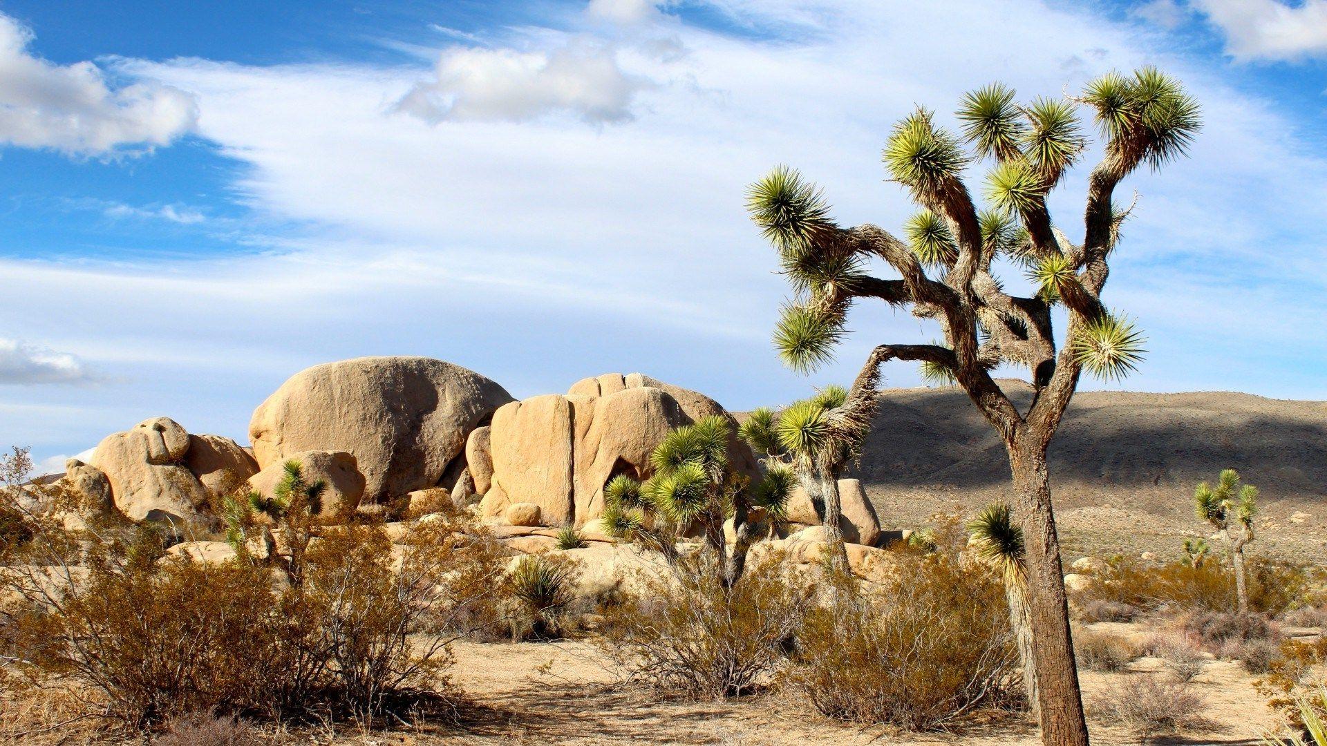 Joshua Tree National Park & Sand Full HD Wallpapers