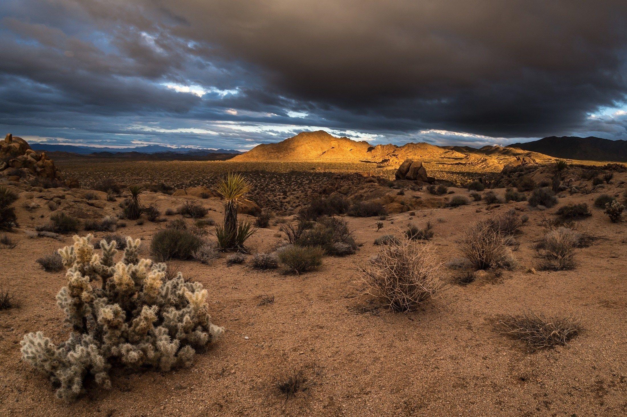 joshua tree national park wallpapers and backgrounds