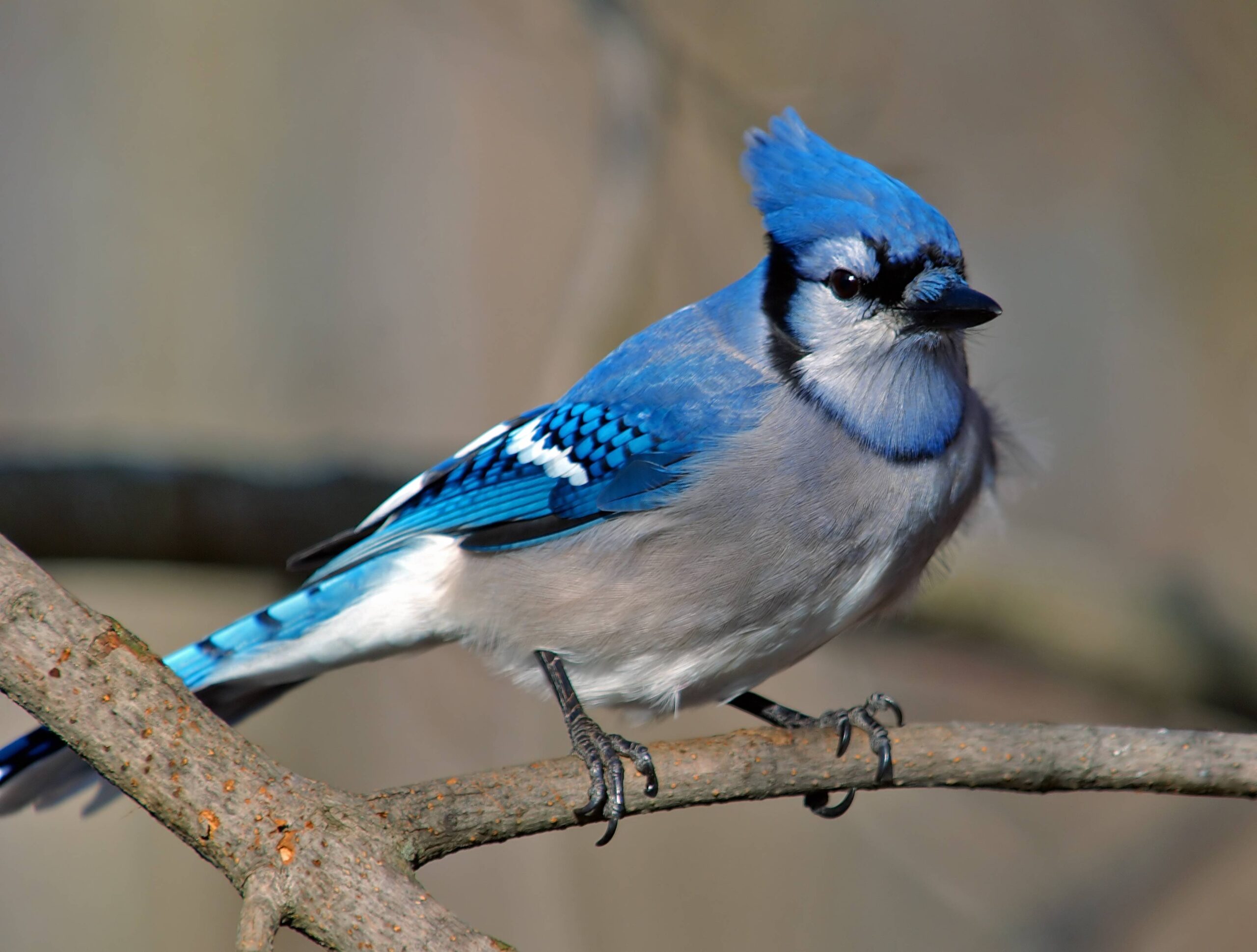 Blue Jays Bird HD Wallpapers