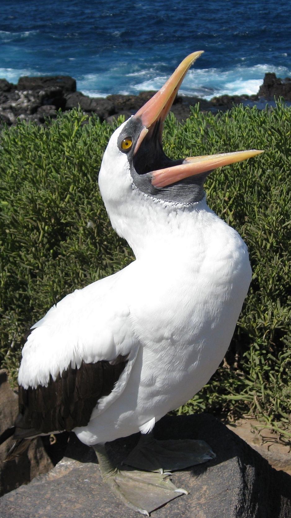 Download wallpapers cormorant, bird, cry, feathers