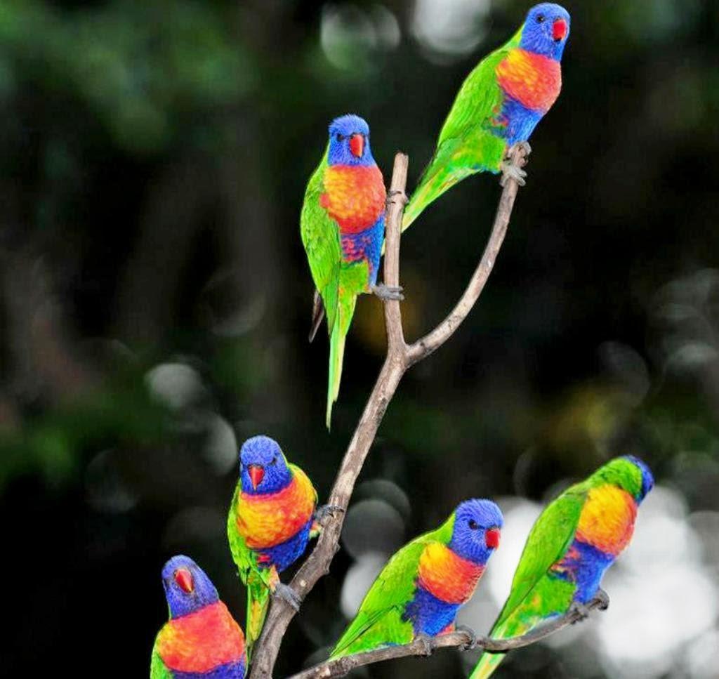 Colorful Parrot Birds Image, Photos Wallpapers Download