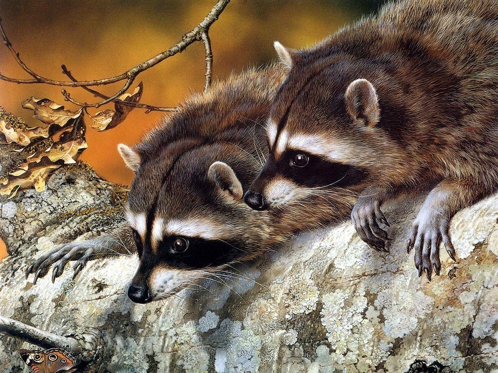 National Geographic image Raccoons HD wallpapers and backgrounds