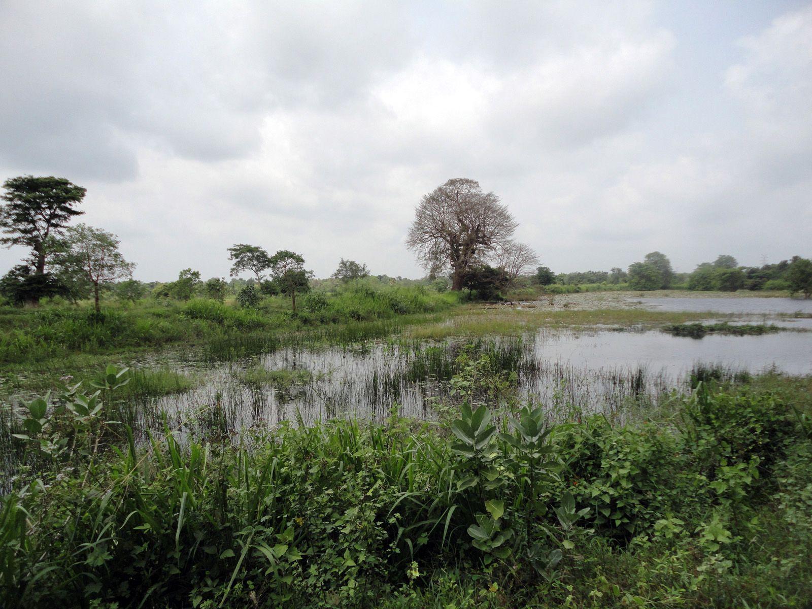 Sri Lanka Desktop Wallpapers Nature,Flora,Landscapes,Historical