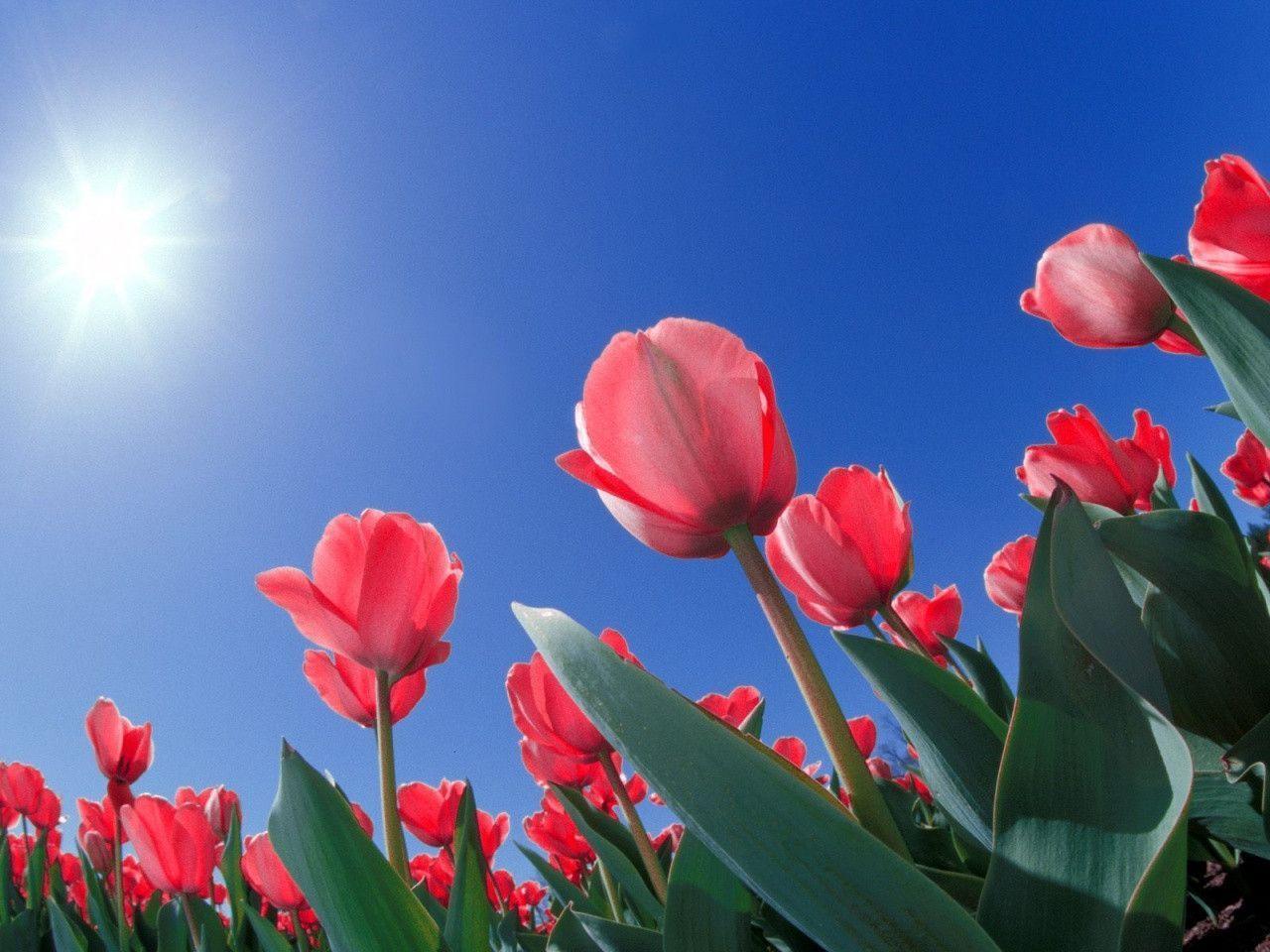 Tulip Wallpapers 39499 HD Desktop Backgrounds and Widescreen