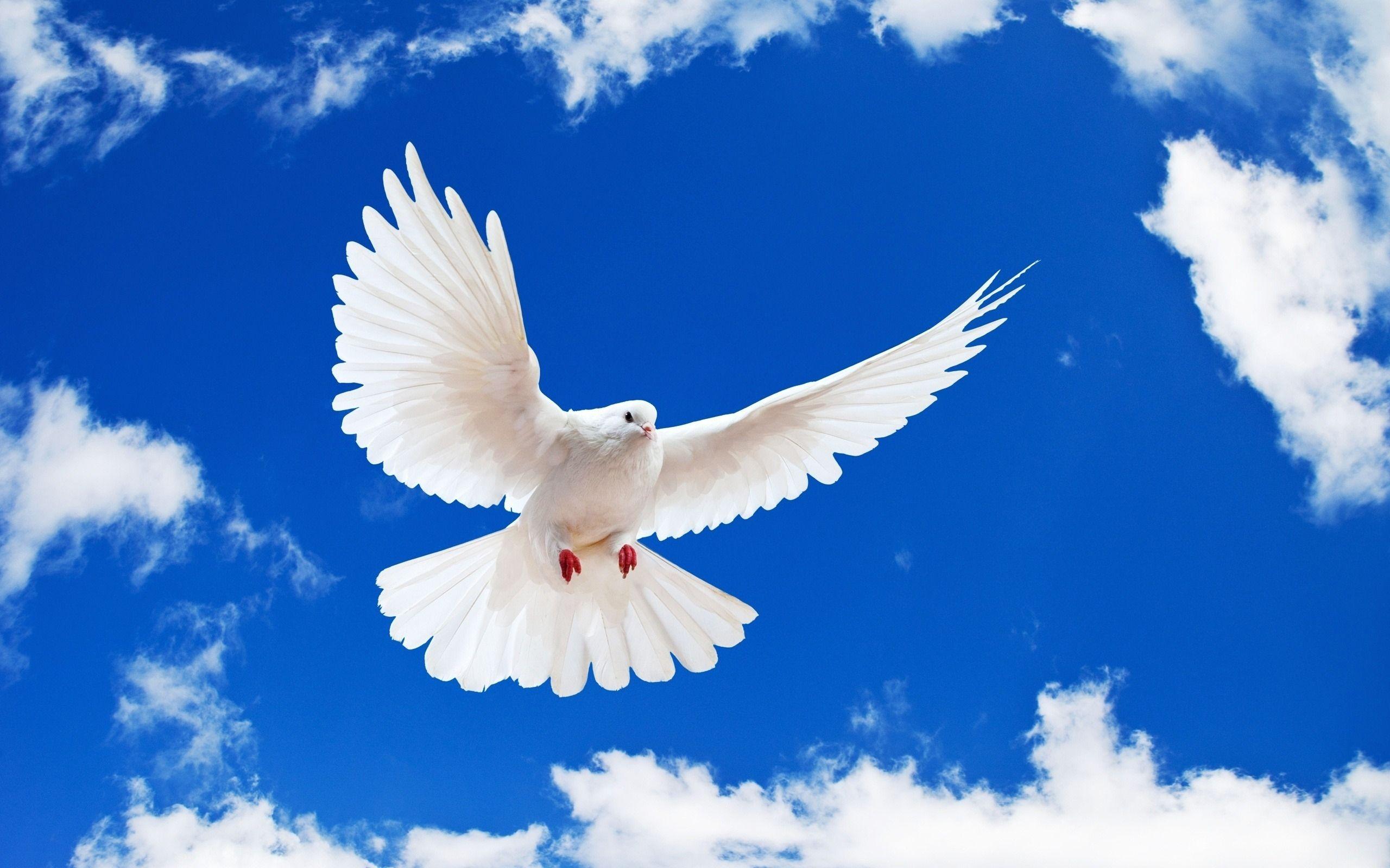 51 Dove HD Wallpapers