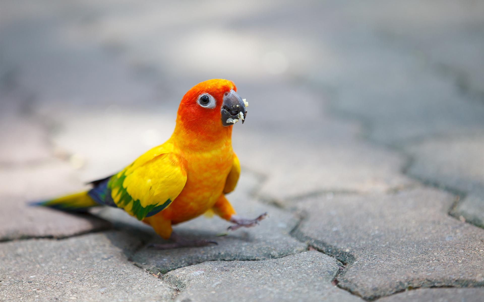 Parrot Wallpapers 13