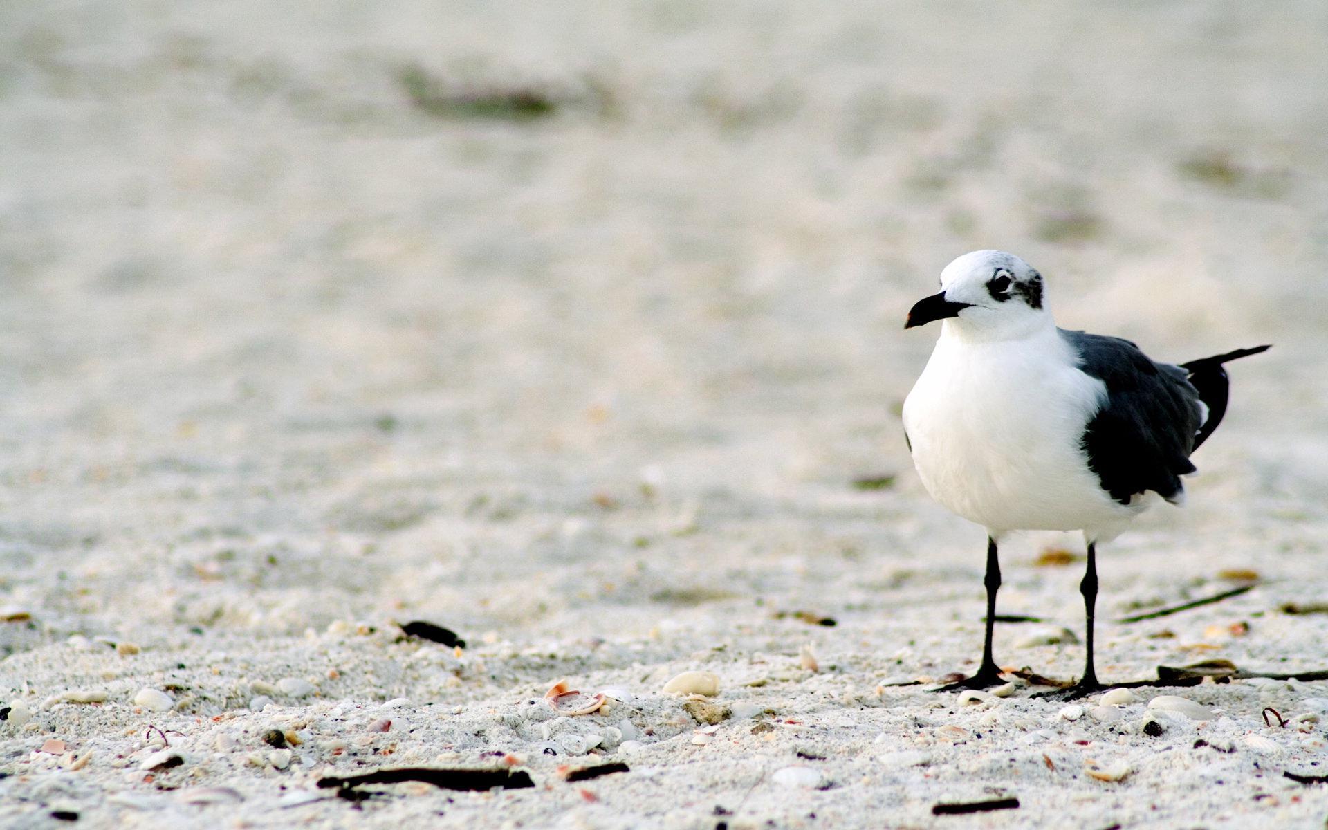 Seagulls Wallpapers HD