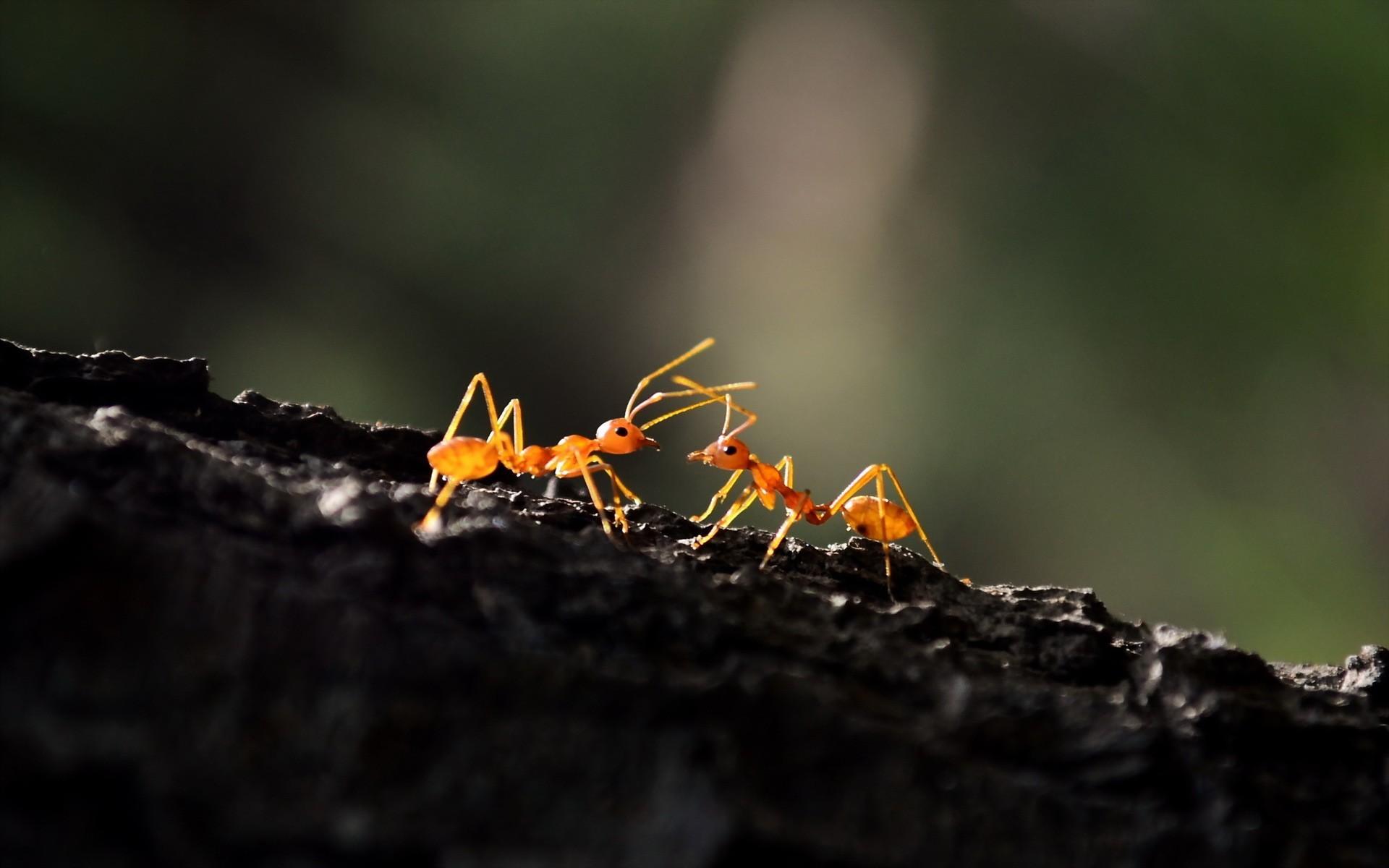 Ant Macro, HD Photography, 4k Wallpapers, Image, Backgrounds