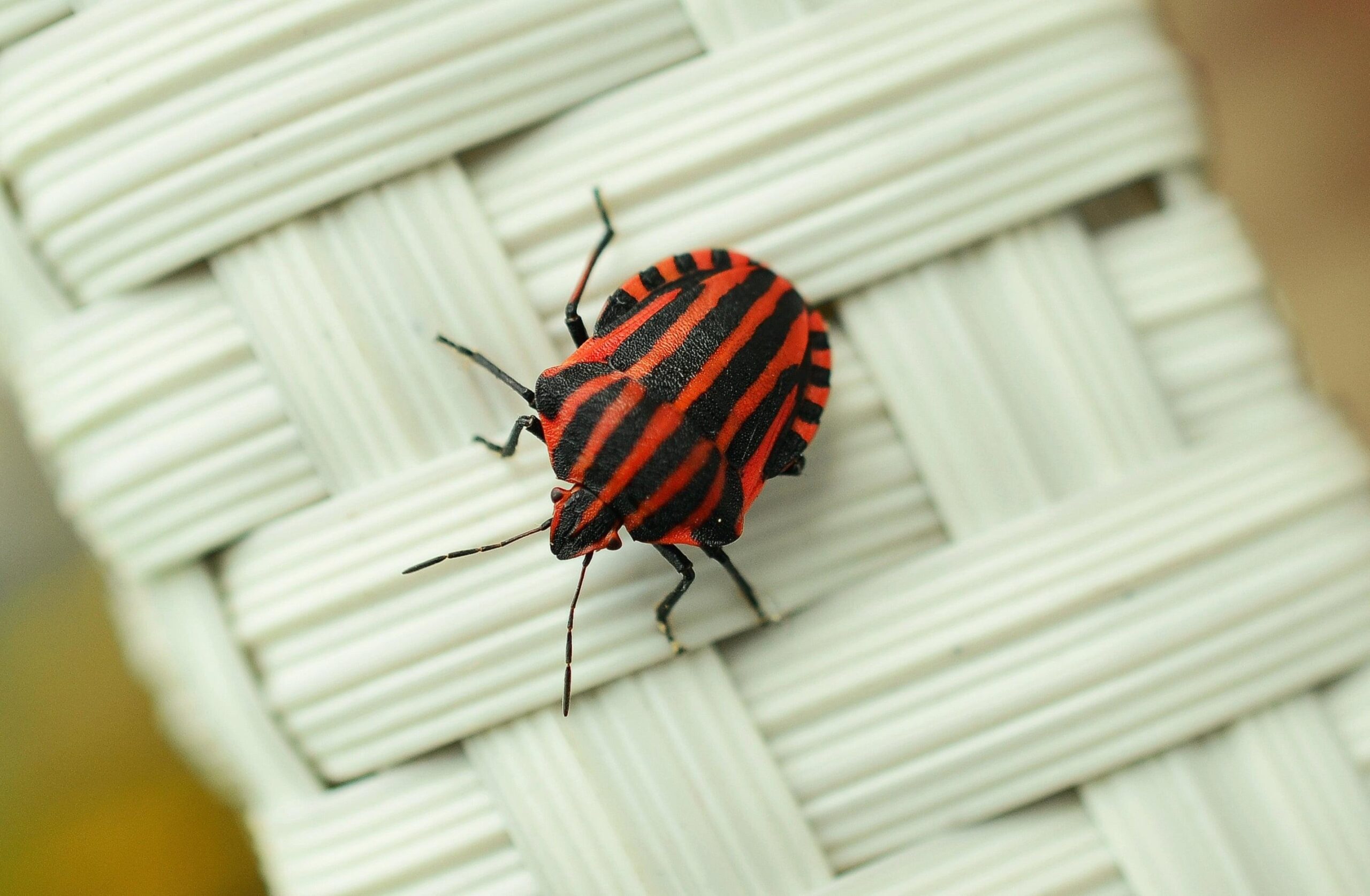 Red and black banded stink bug HD wallpapers