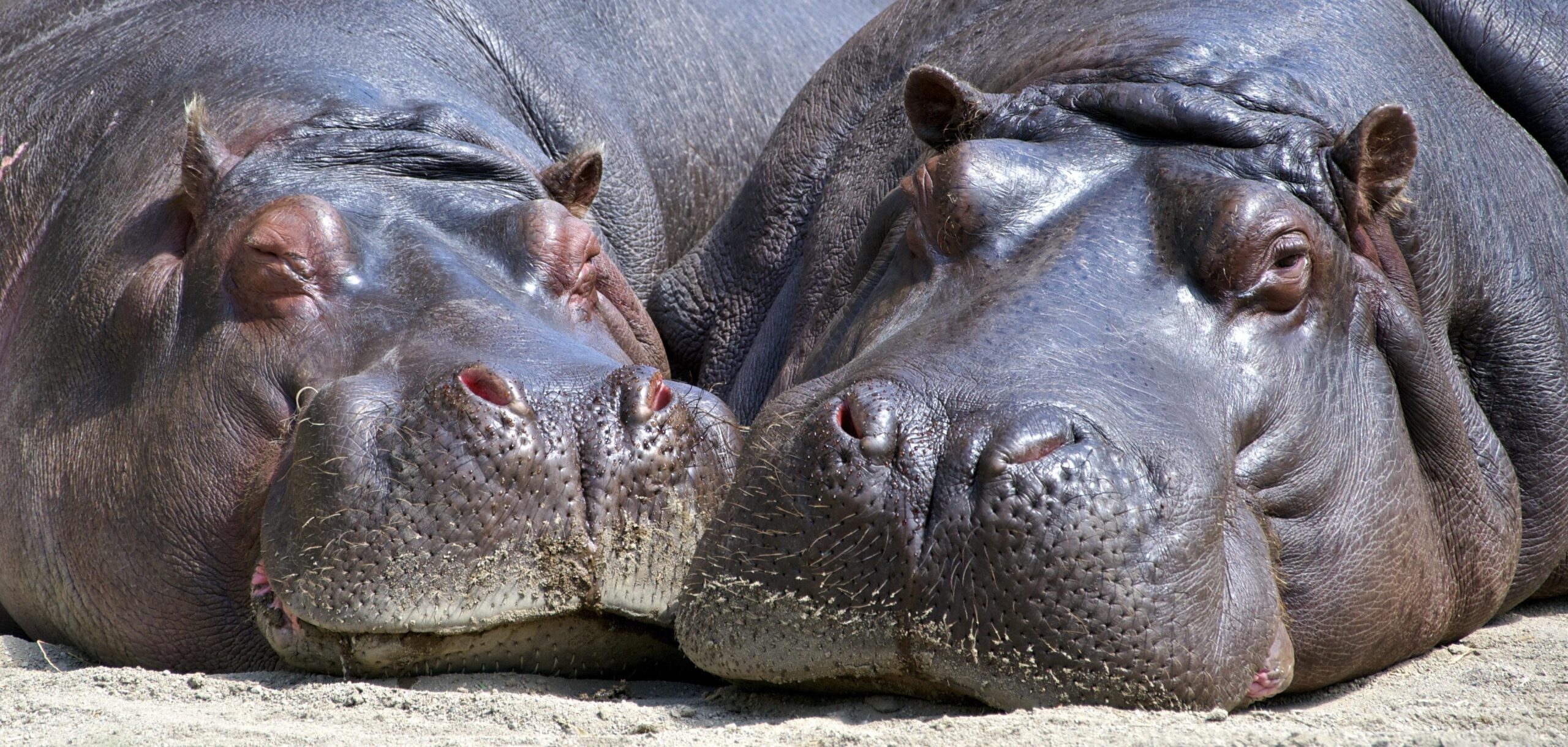 Black Hippopotamus Laying on Ground during Daytime · Free Stock Photo