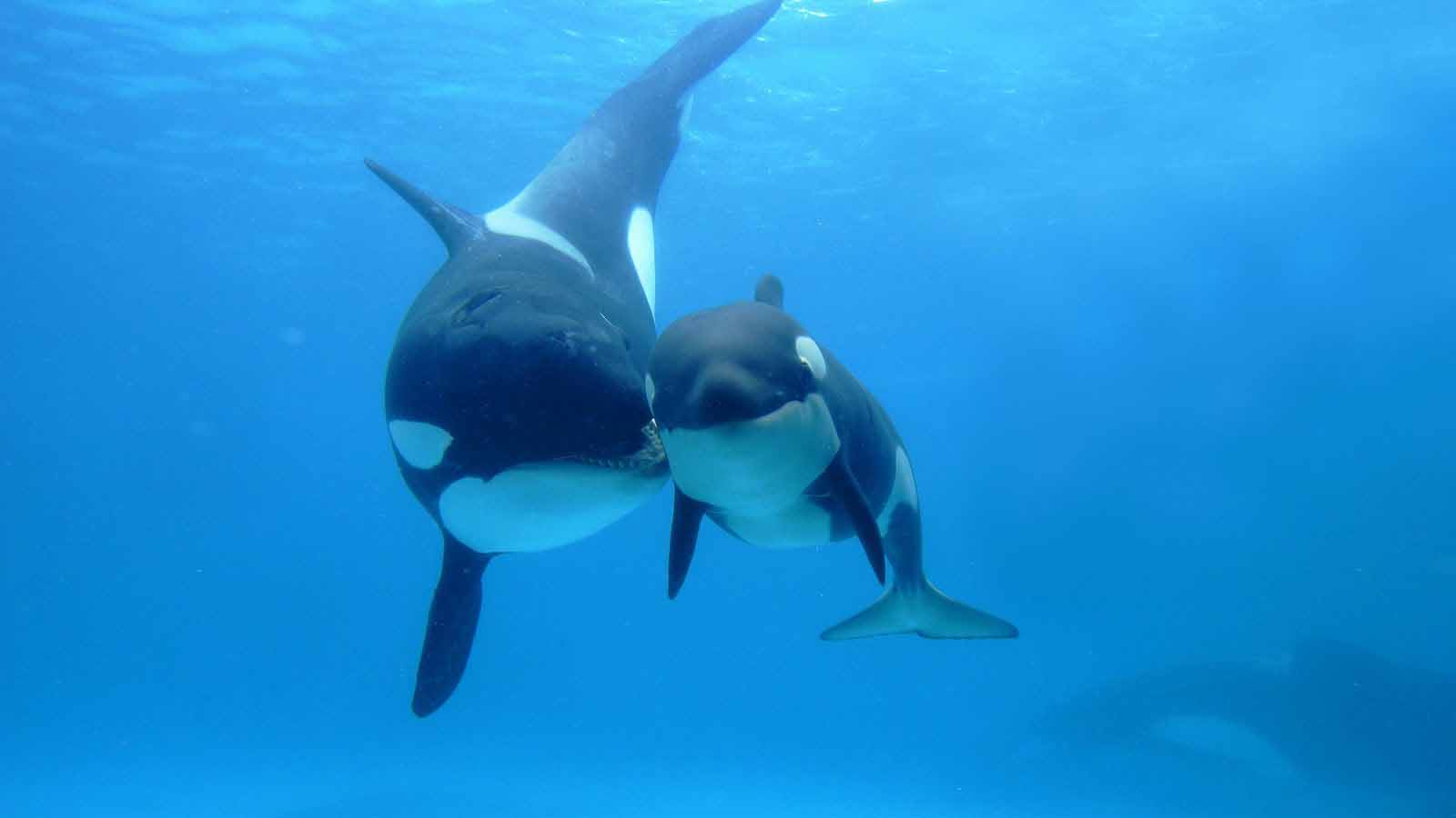 Orca