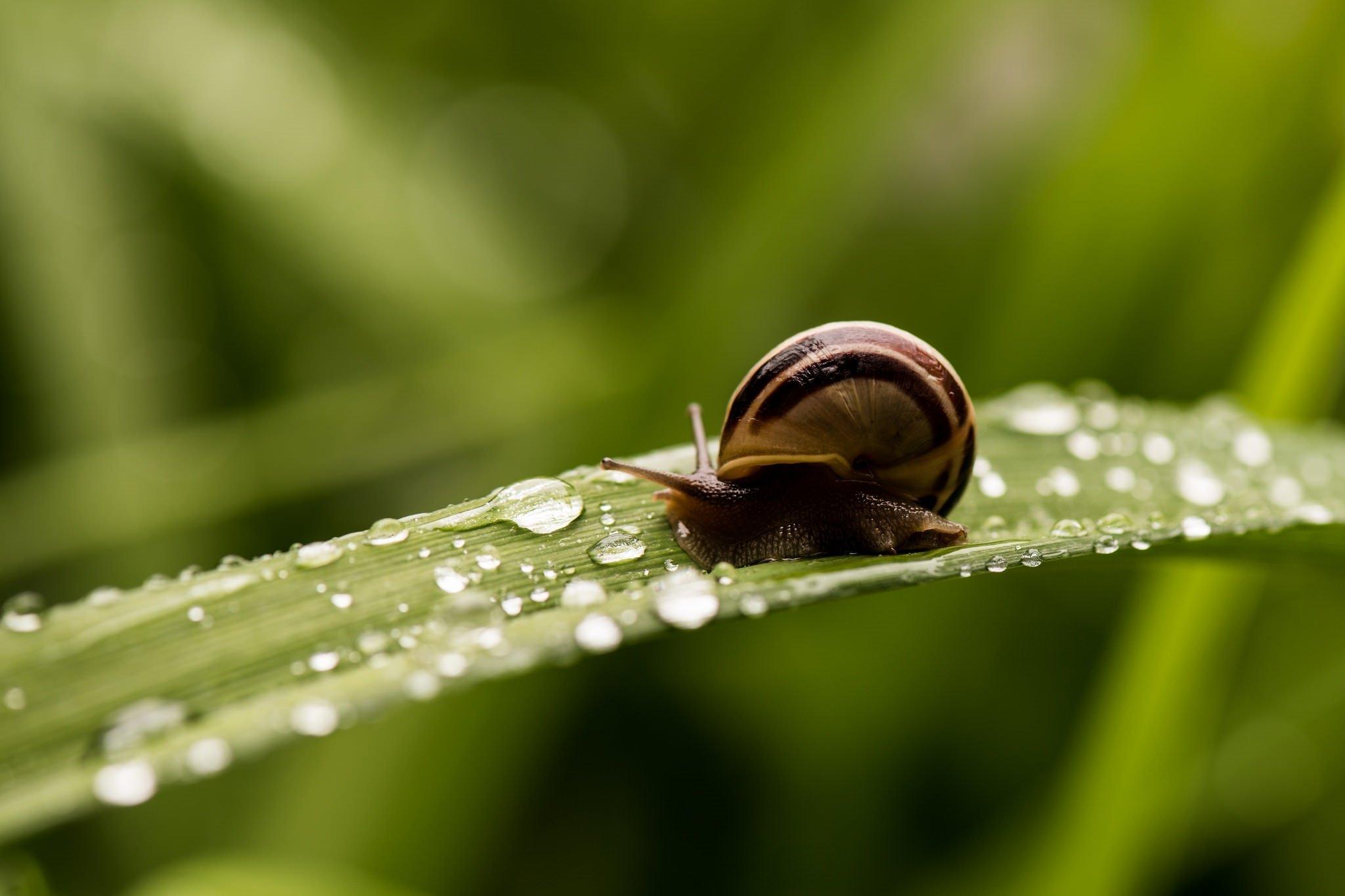 snail, Shell, Striped, Horns, A, Blade, Of, Grass, Drops