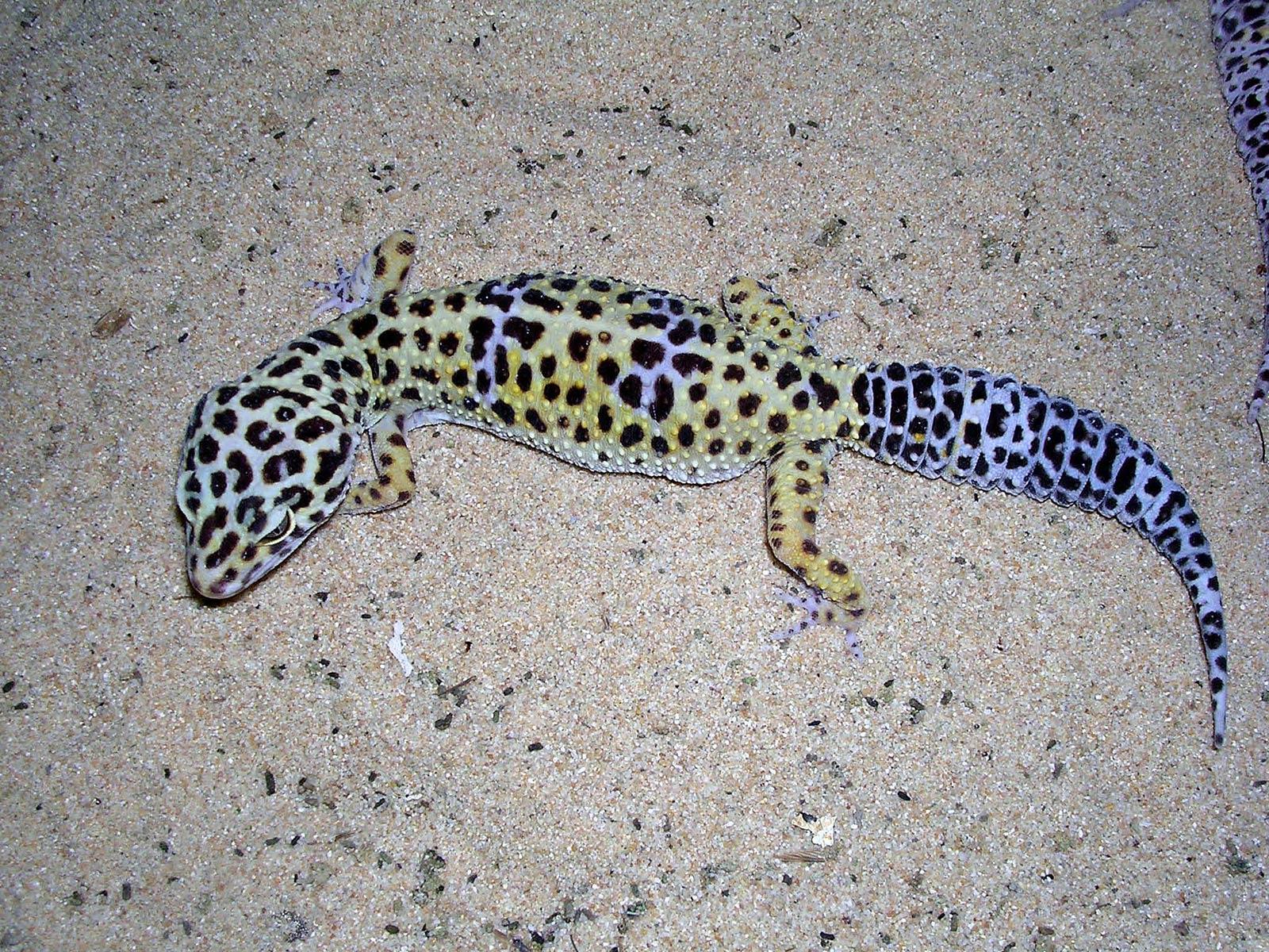 Free Gecko Wallpapers