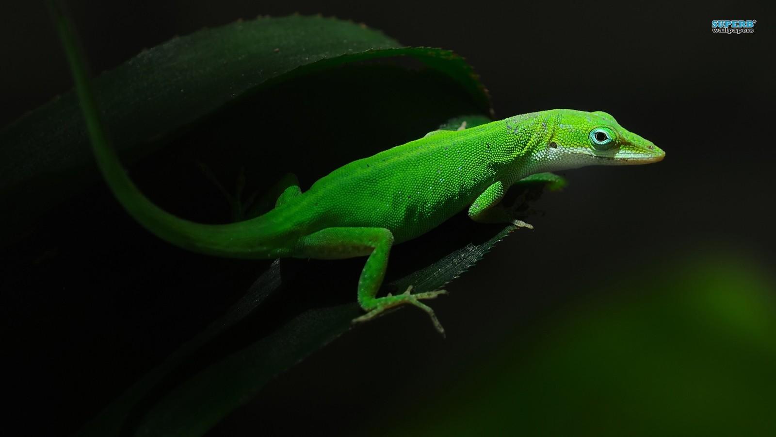 lizards image Gecko HD wallpapers and backgrounds photos