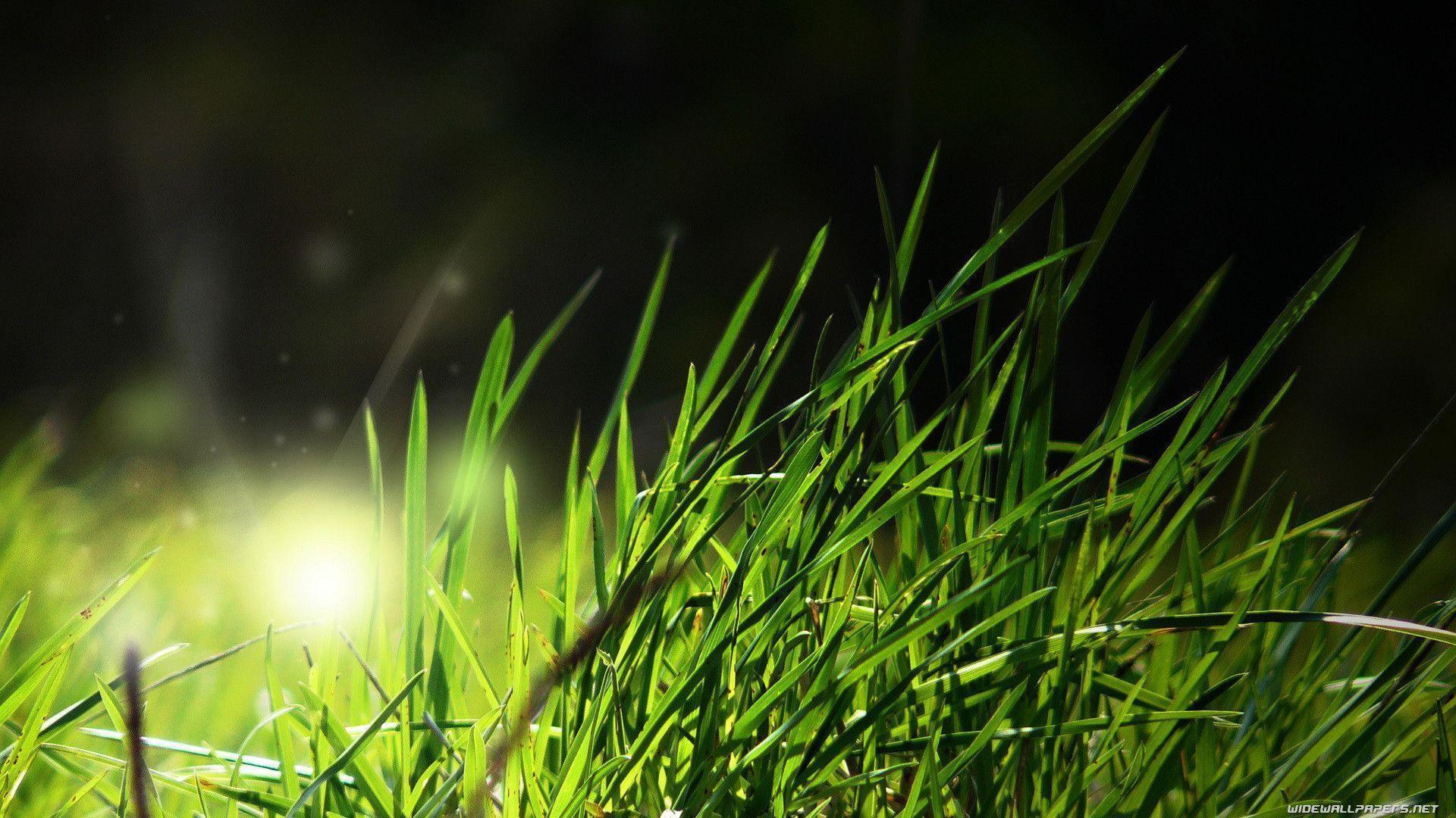 Grass wallpapers 150753